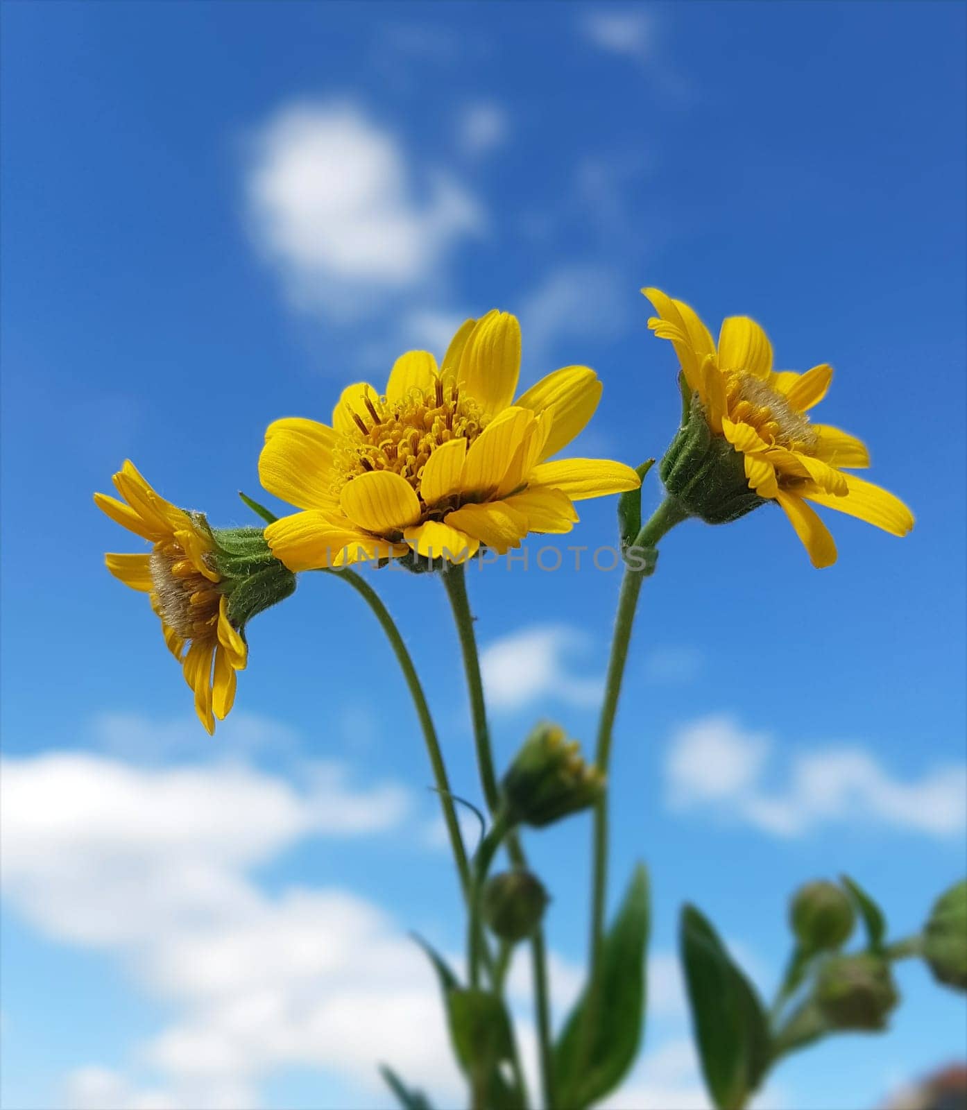 Arnika  Arnica chamissonis  Wiesenarnika