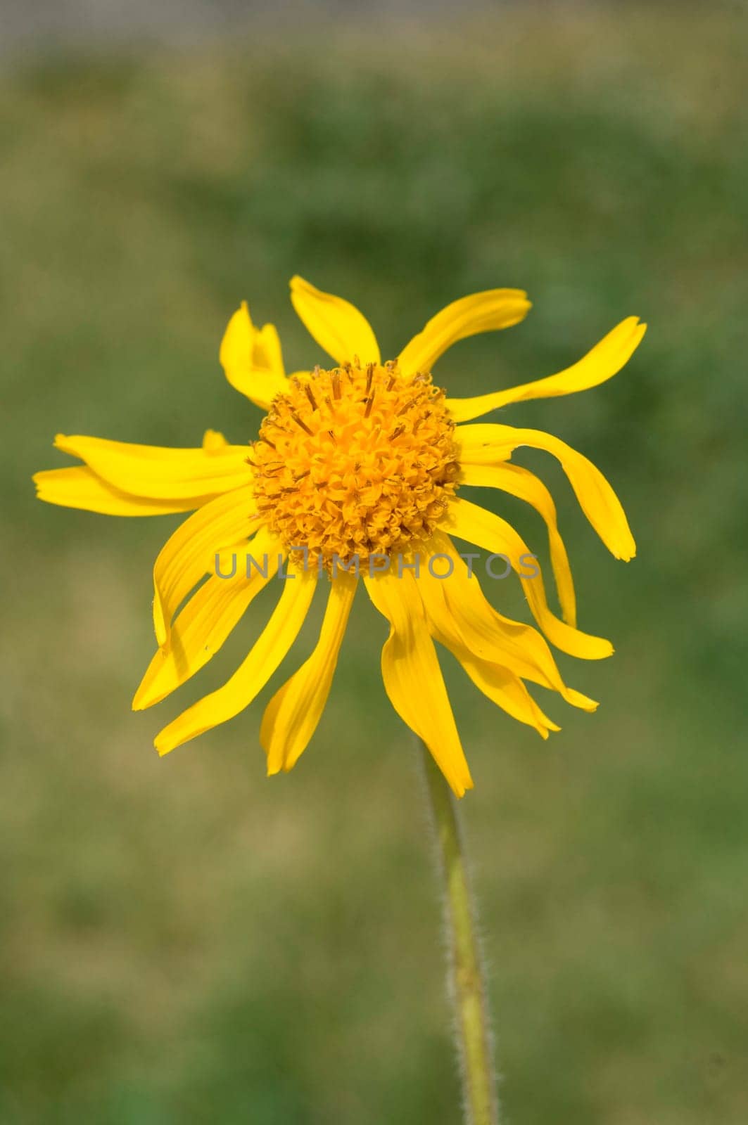 Arnika, Arnica montana, Gebirgspflanze, Heilpflanze