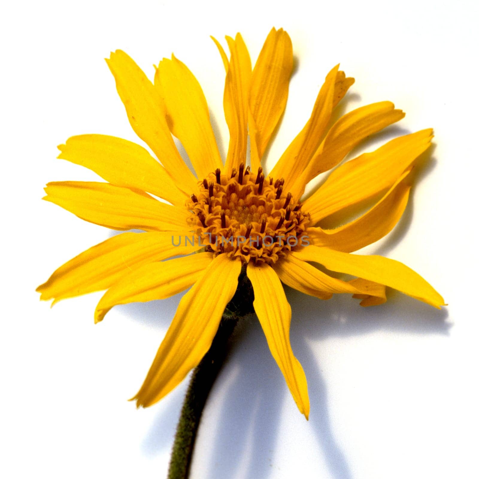 Arnika, Arnica montana, Gebirgspflanze, Heilpflanze