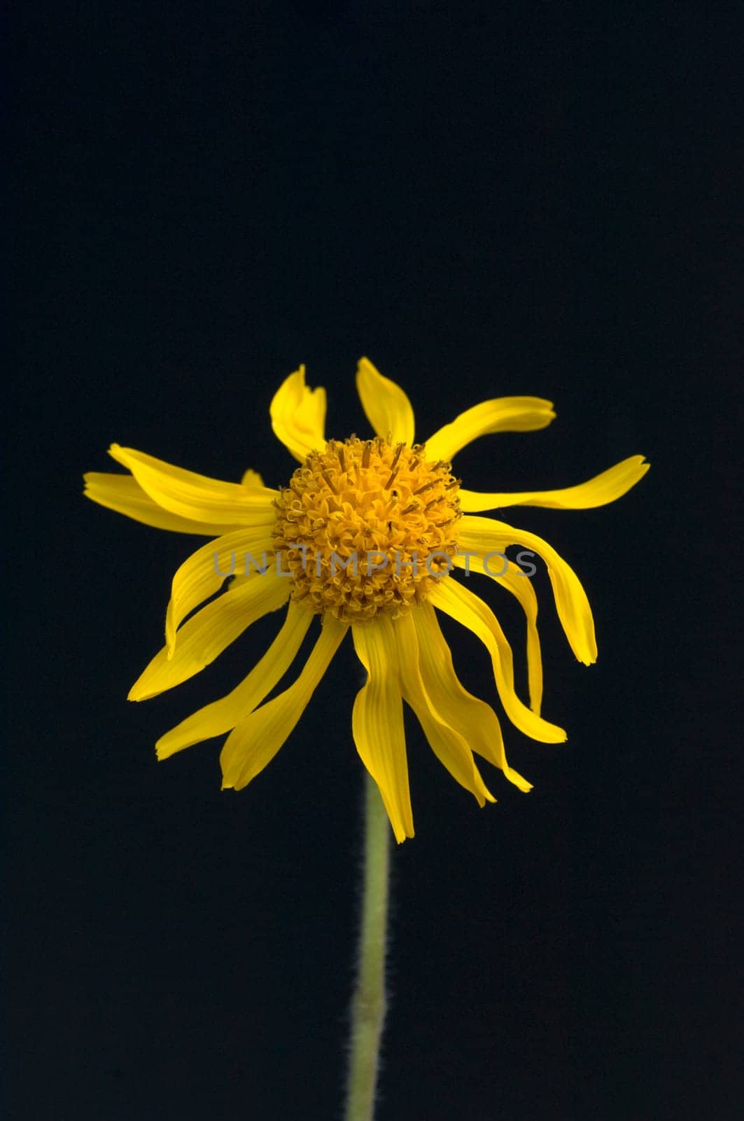 Arnika, Arnica montana, Gebirgspflanze, Heilpflanze
