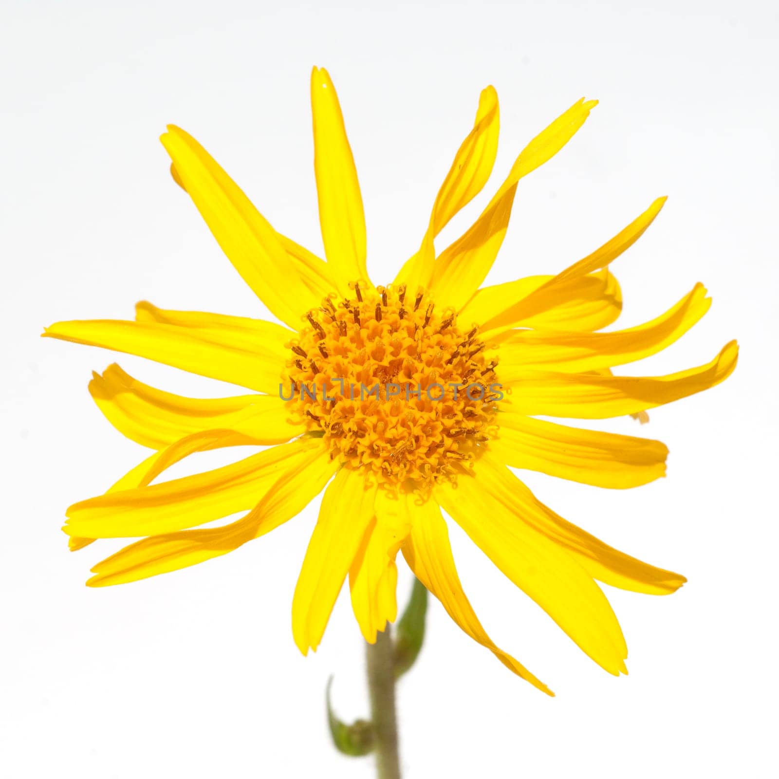 Arnika  Arnica montana  Gebirgspflanze