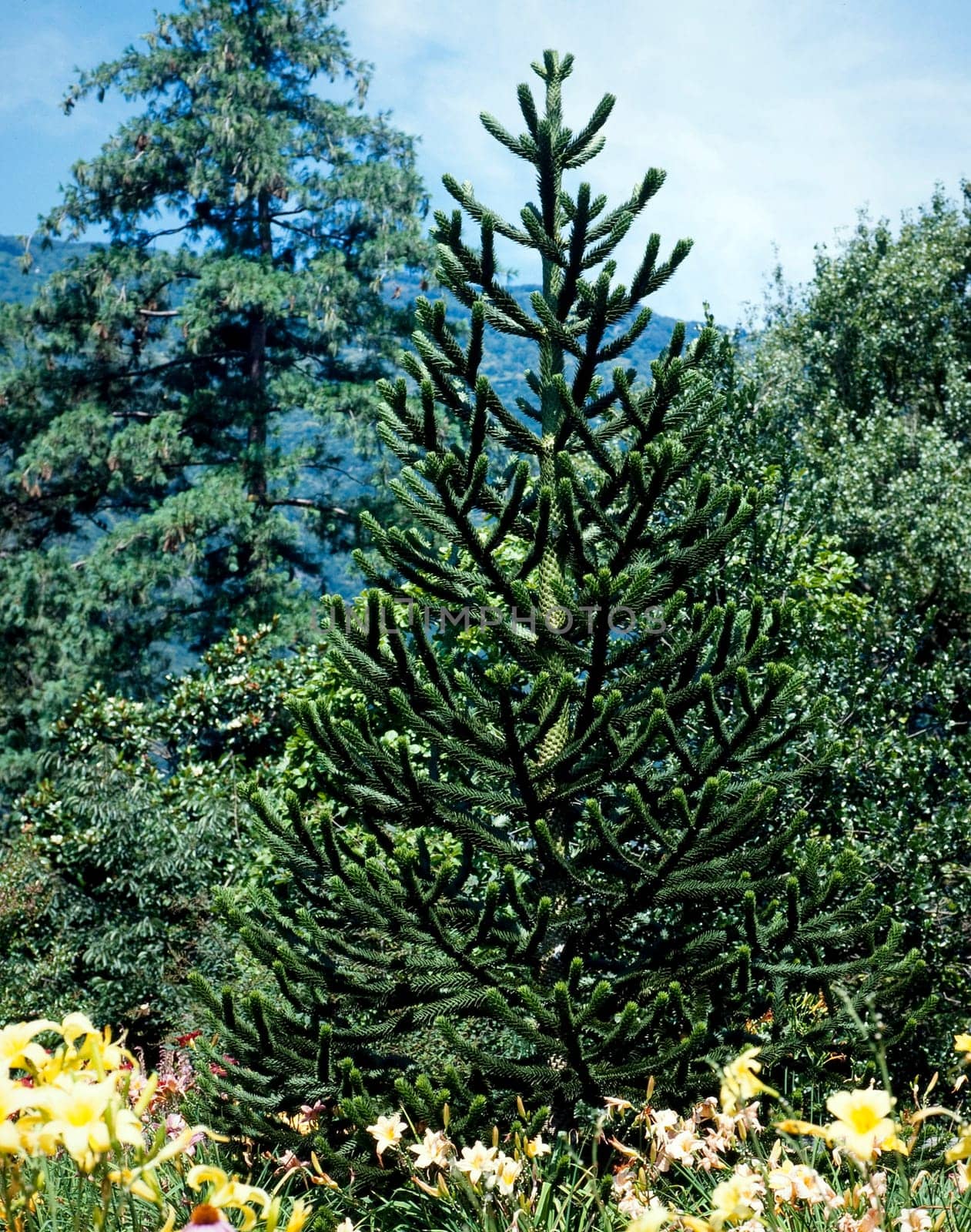 Araucaria