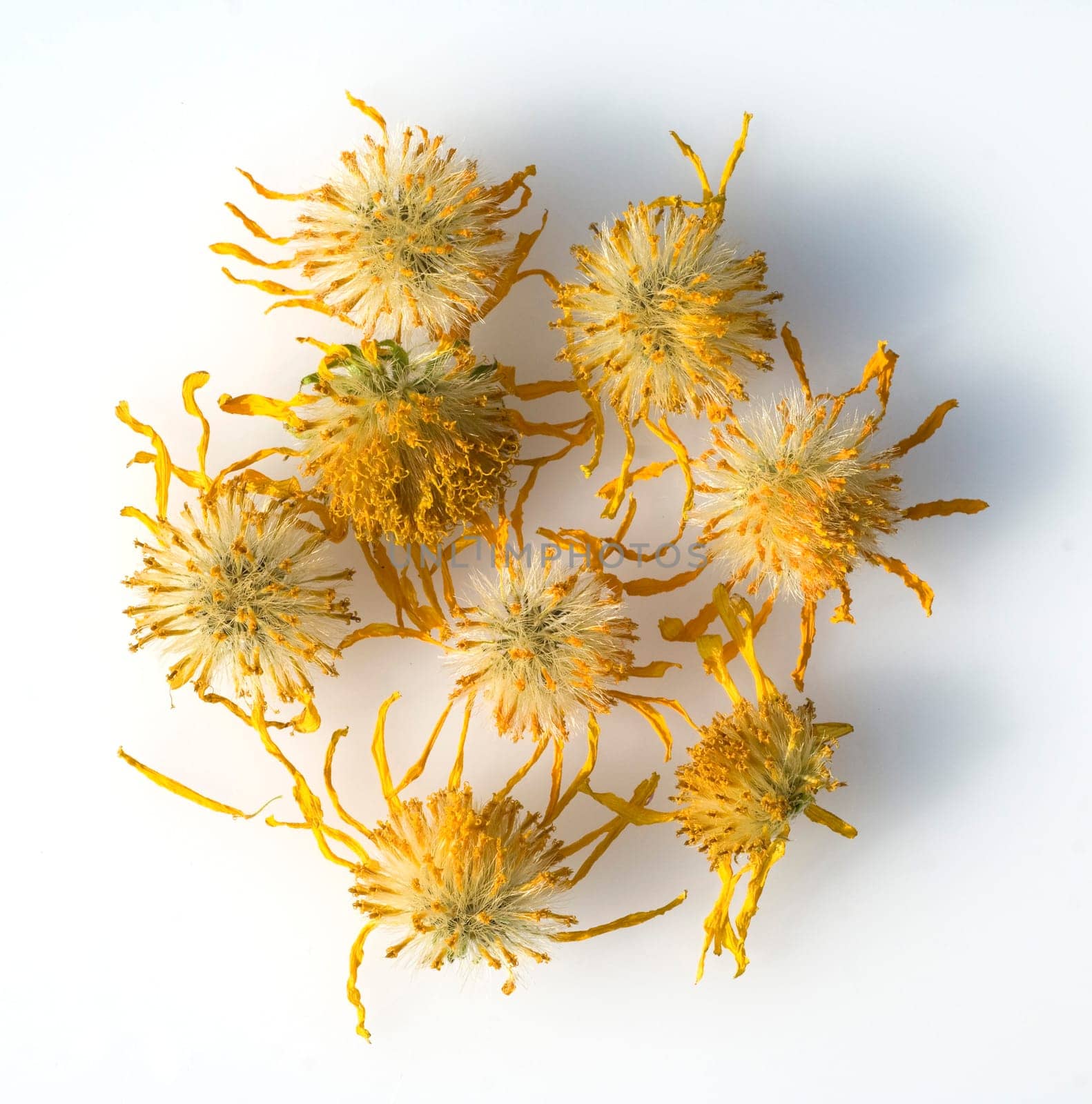 Arnika, Arnica montana, Gebirgspfla