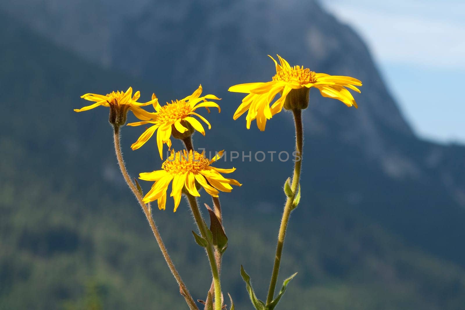 Arnika  Arnica montana  Gebirgspflanze