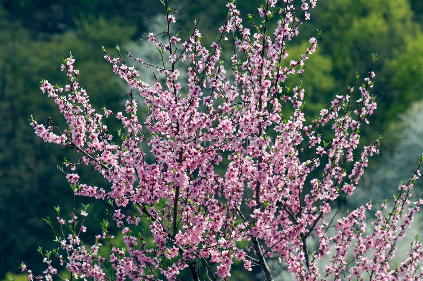 Aprikosenbluete, Prunus