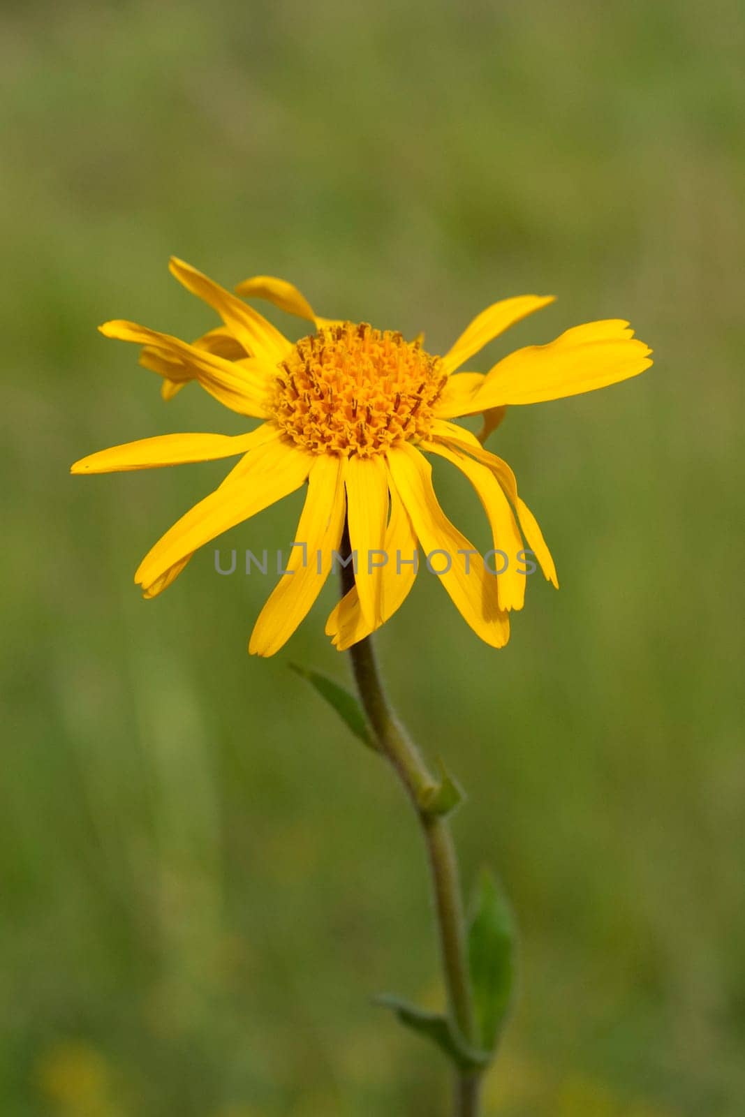 Arnika  Arnica montana  Gebirgspflanze