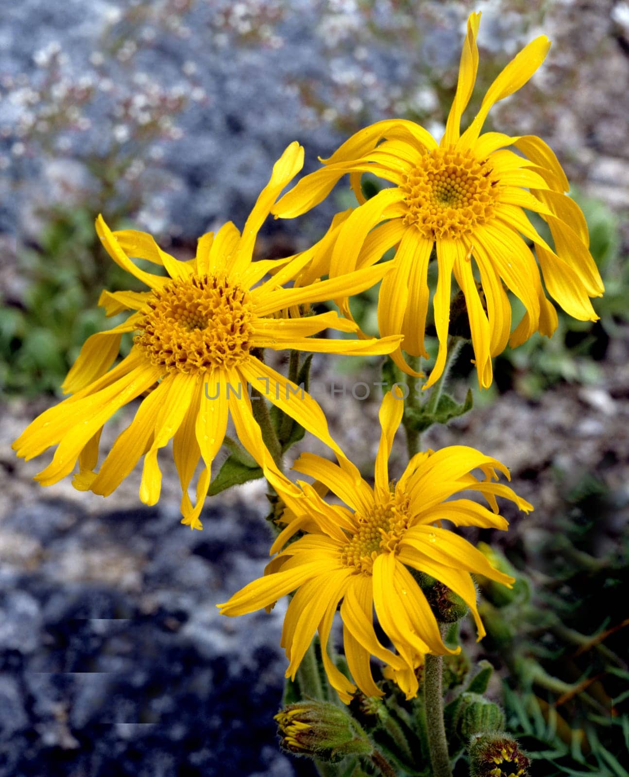 Arnika, Arnica montana, Gebirgspflanze, Heilpflanze