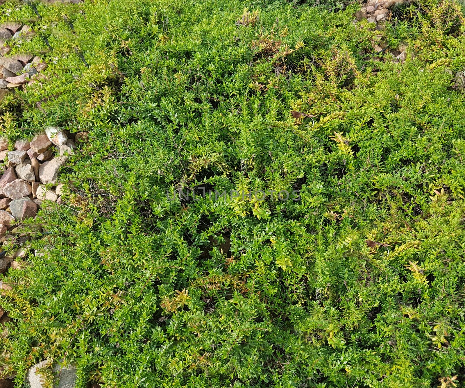 Aromatischer Kaskadenthymian, Thymus, Thymian, Kraeuter
