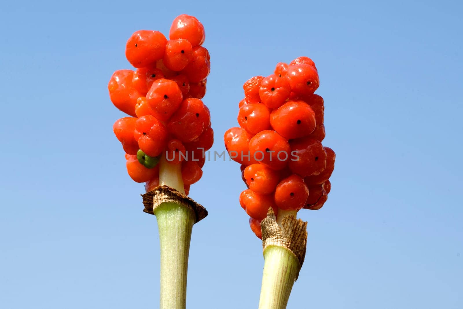 Aronstab  Aurum  Italicum  Fruchtstand