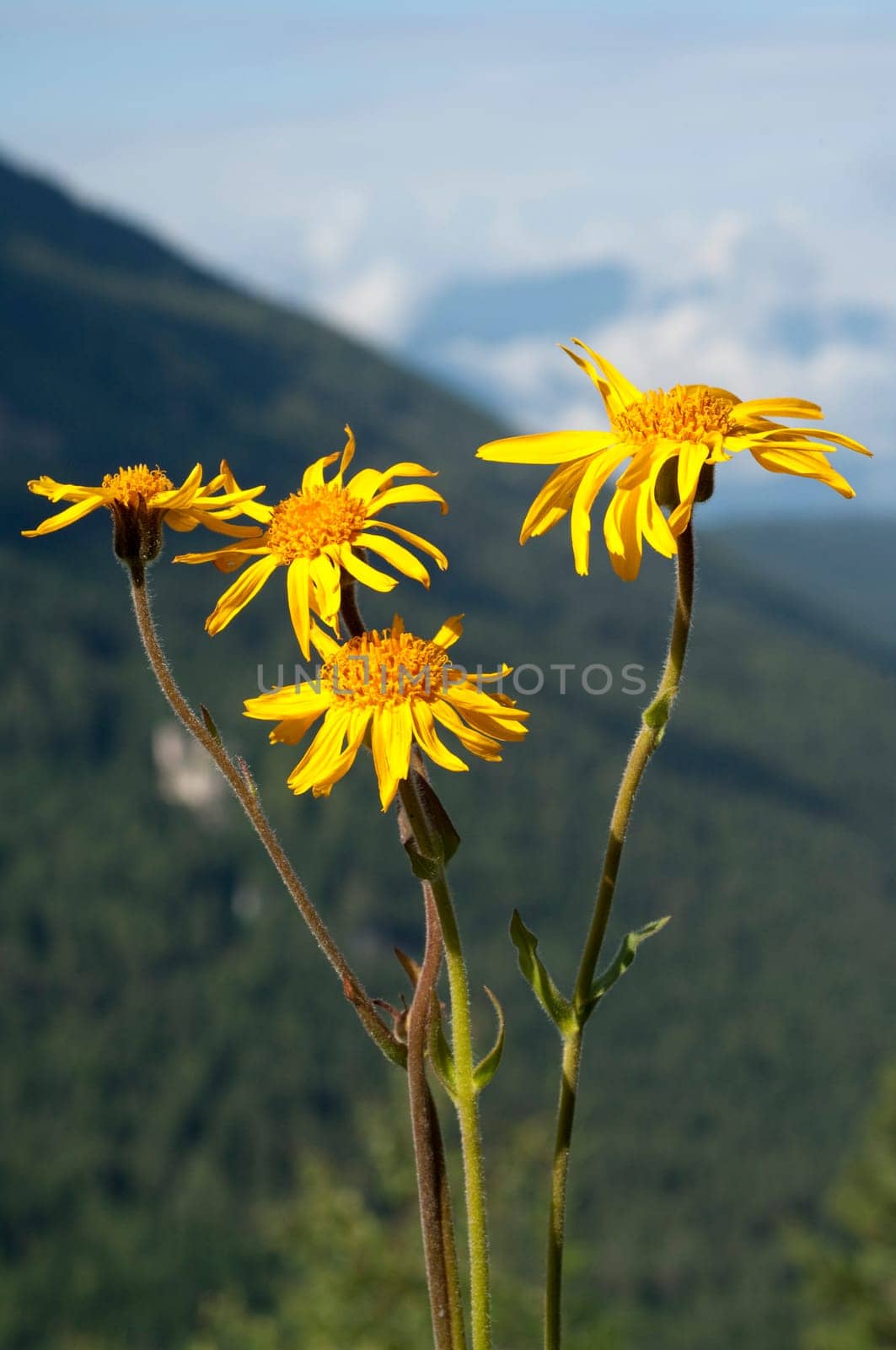 Arnika  Arnica montana  Gebirgspflanze