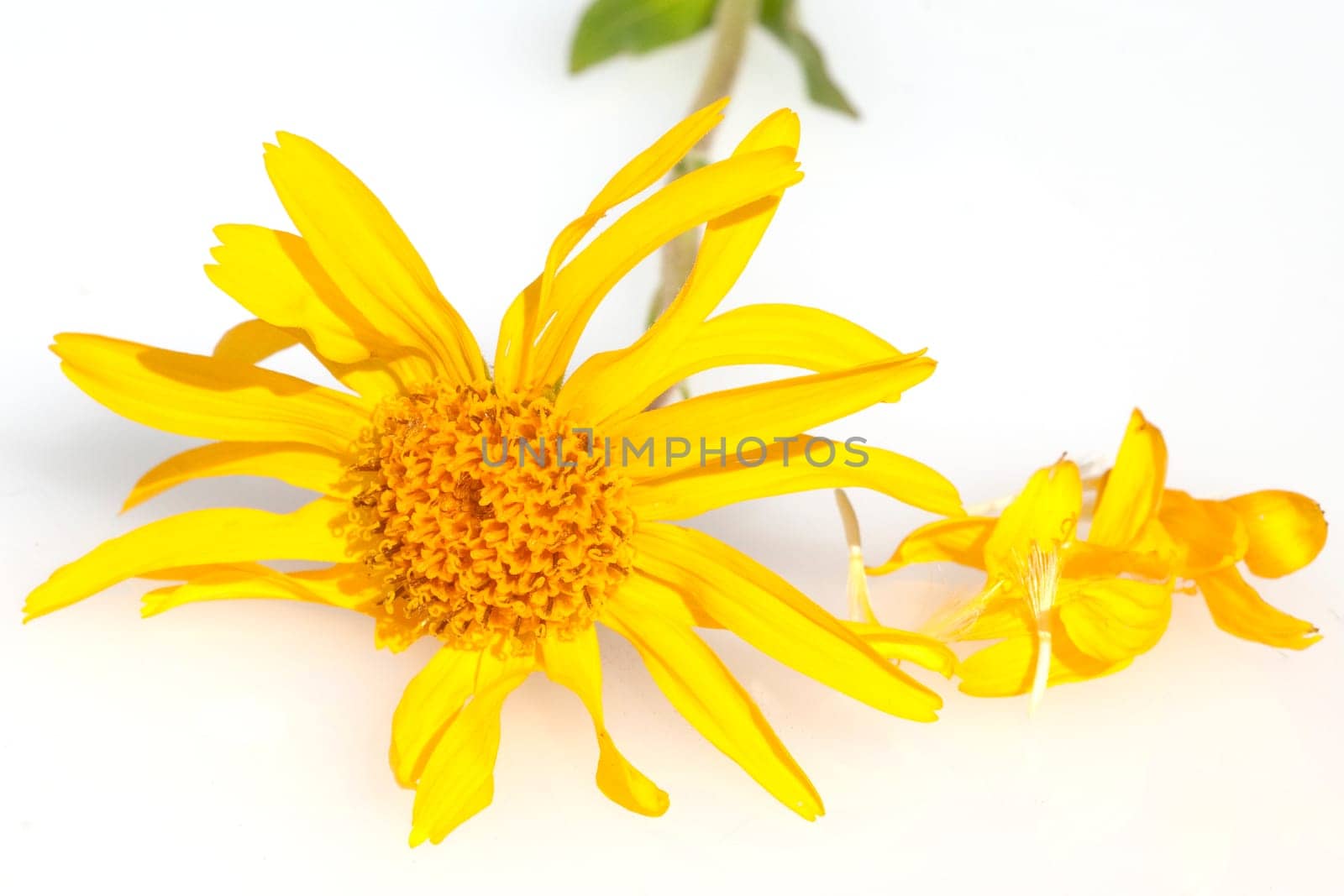 Arnika  Arnica montana  Gebirgspflanze
