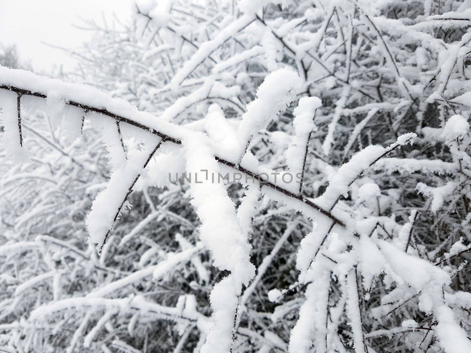 Garten, Schnee, Winter