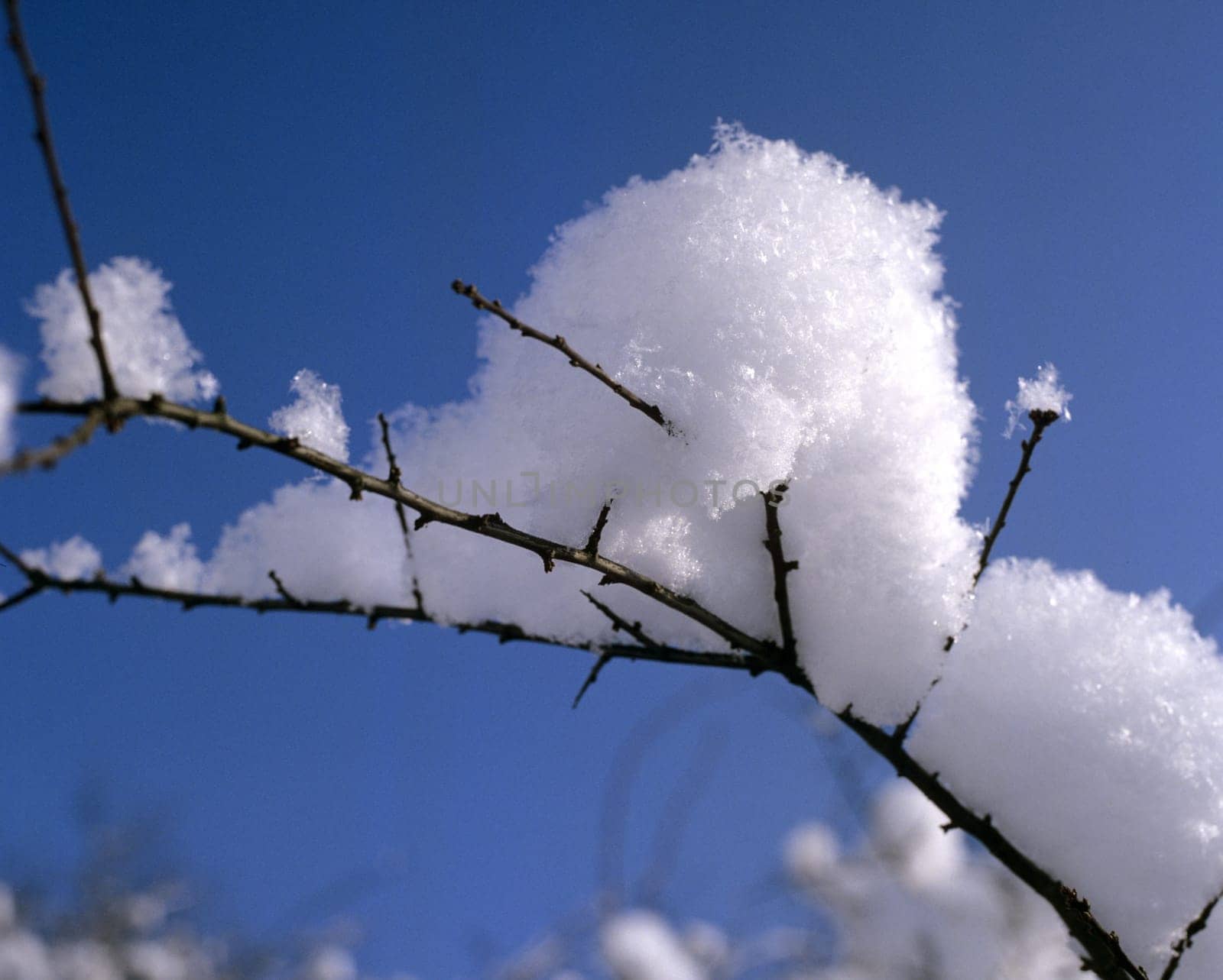 Ast mit Schnee, Winter, Schnee, Rauhreif.