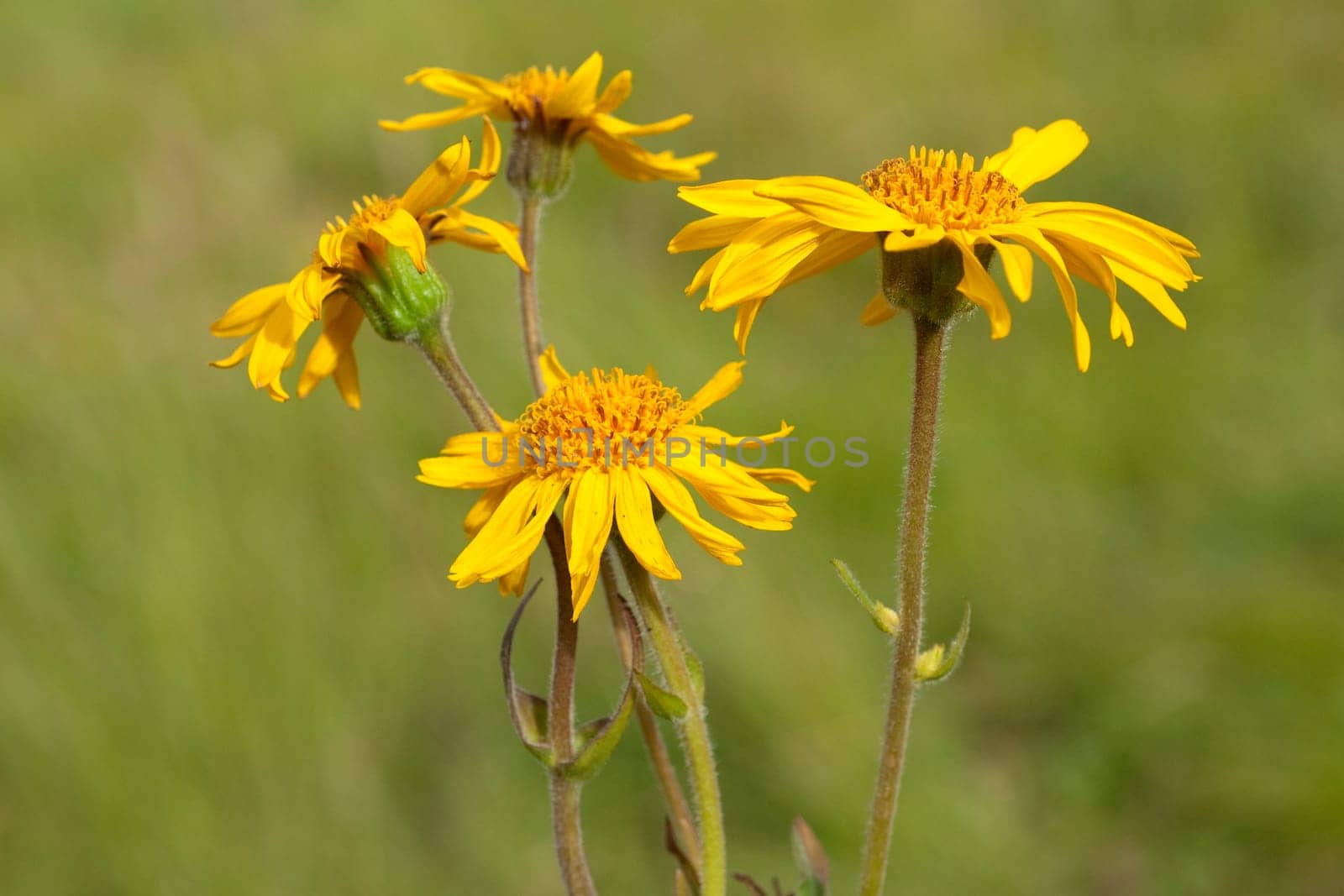 Arnika  Arnica montana  Gebirgspflanze