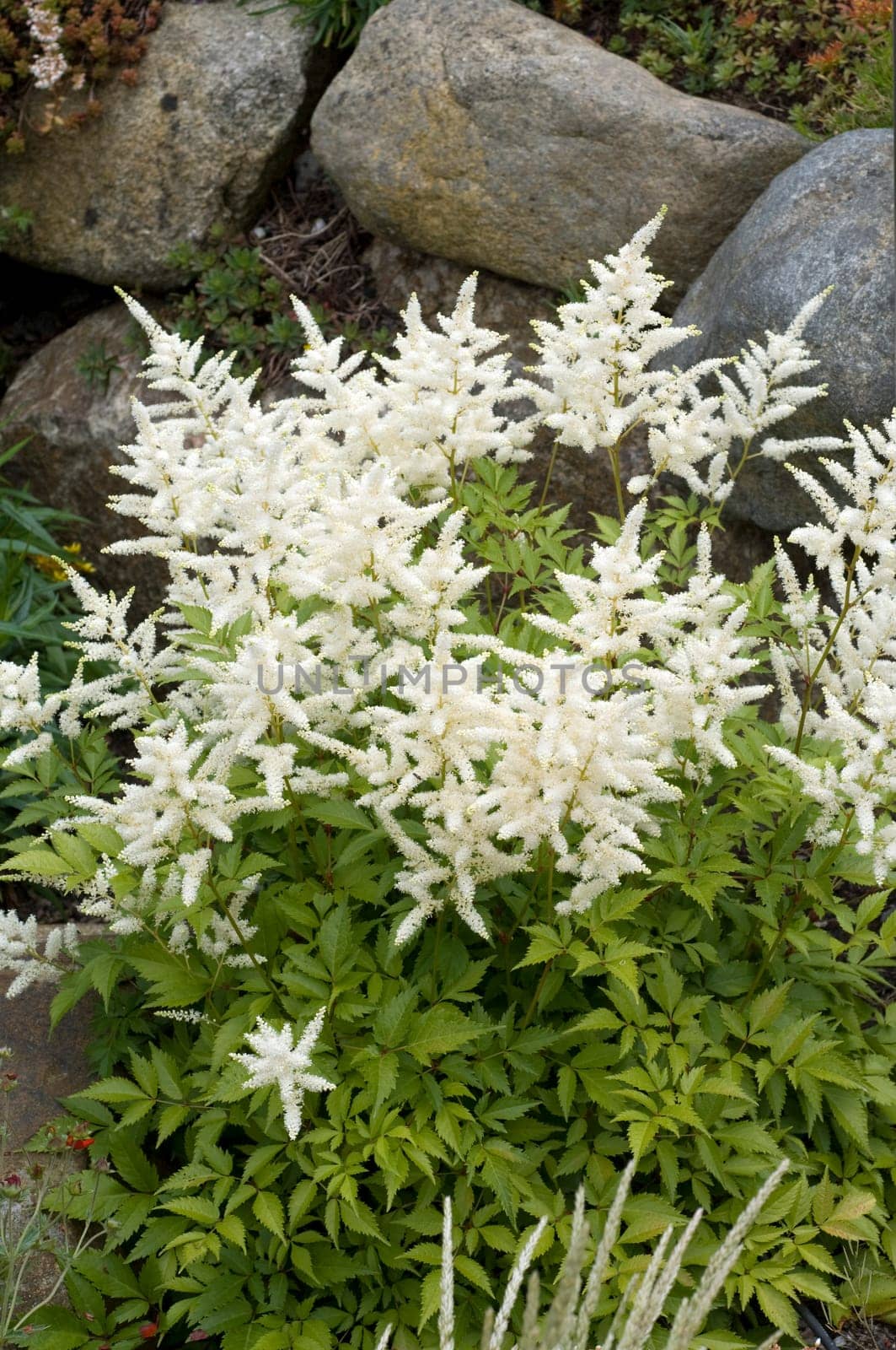 Astilbe, chinensis
