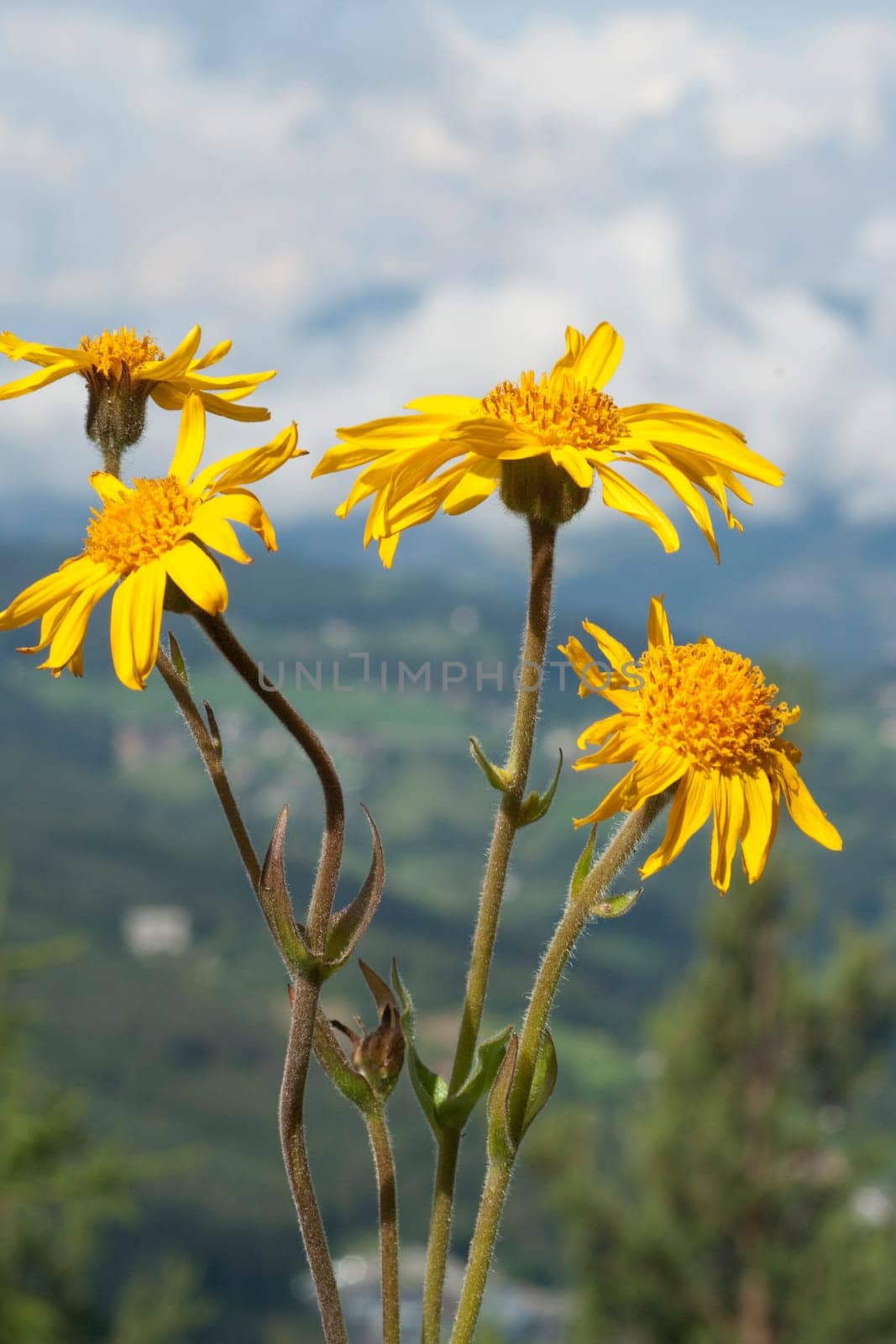 Arnika  Arnica montana  Gebirgspflanze