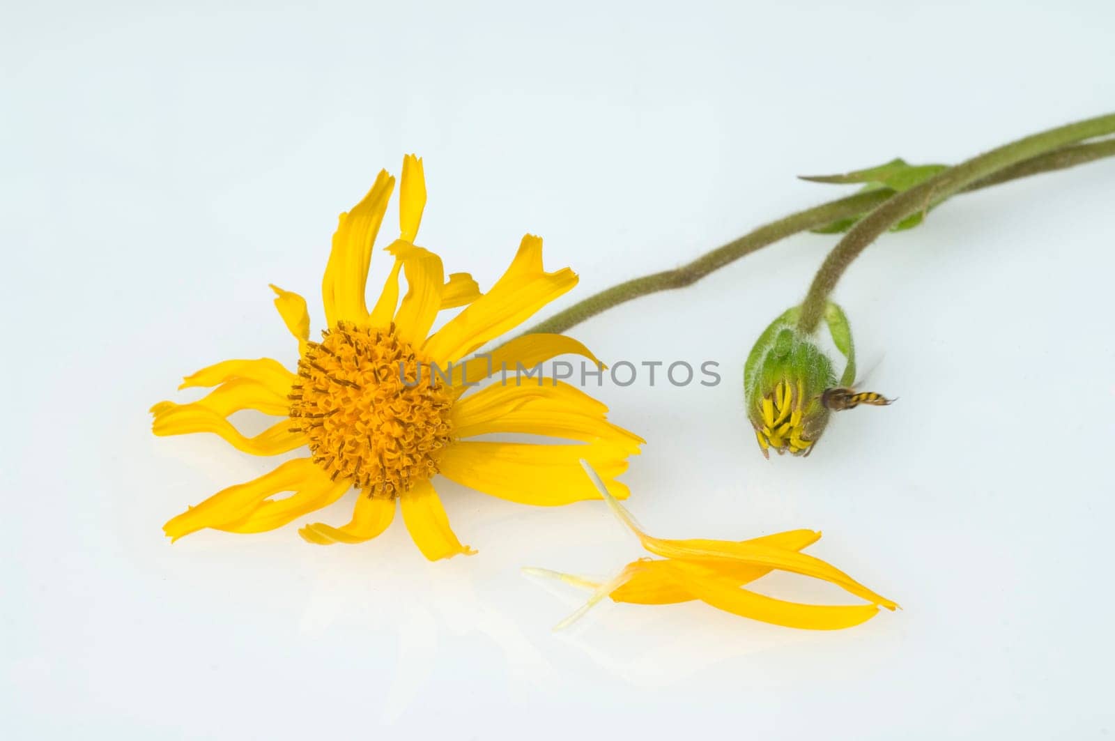 Arnika, Arnica montana, Gebirgspflanze, Heilpflanze