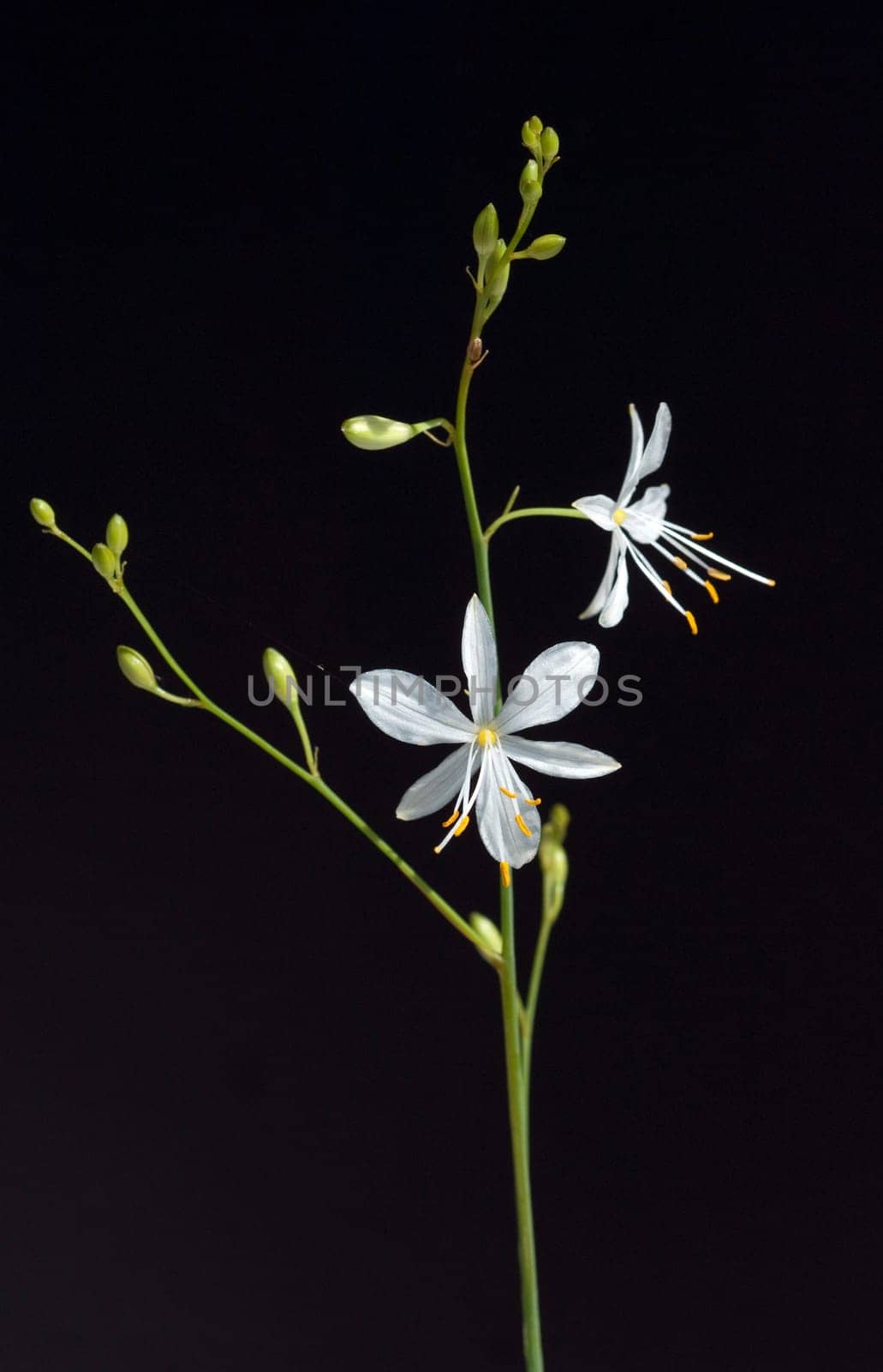 Astlose Graslilie, Anthericum liliago