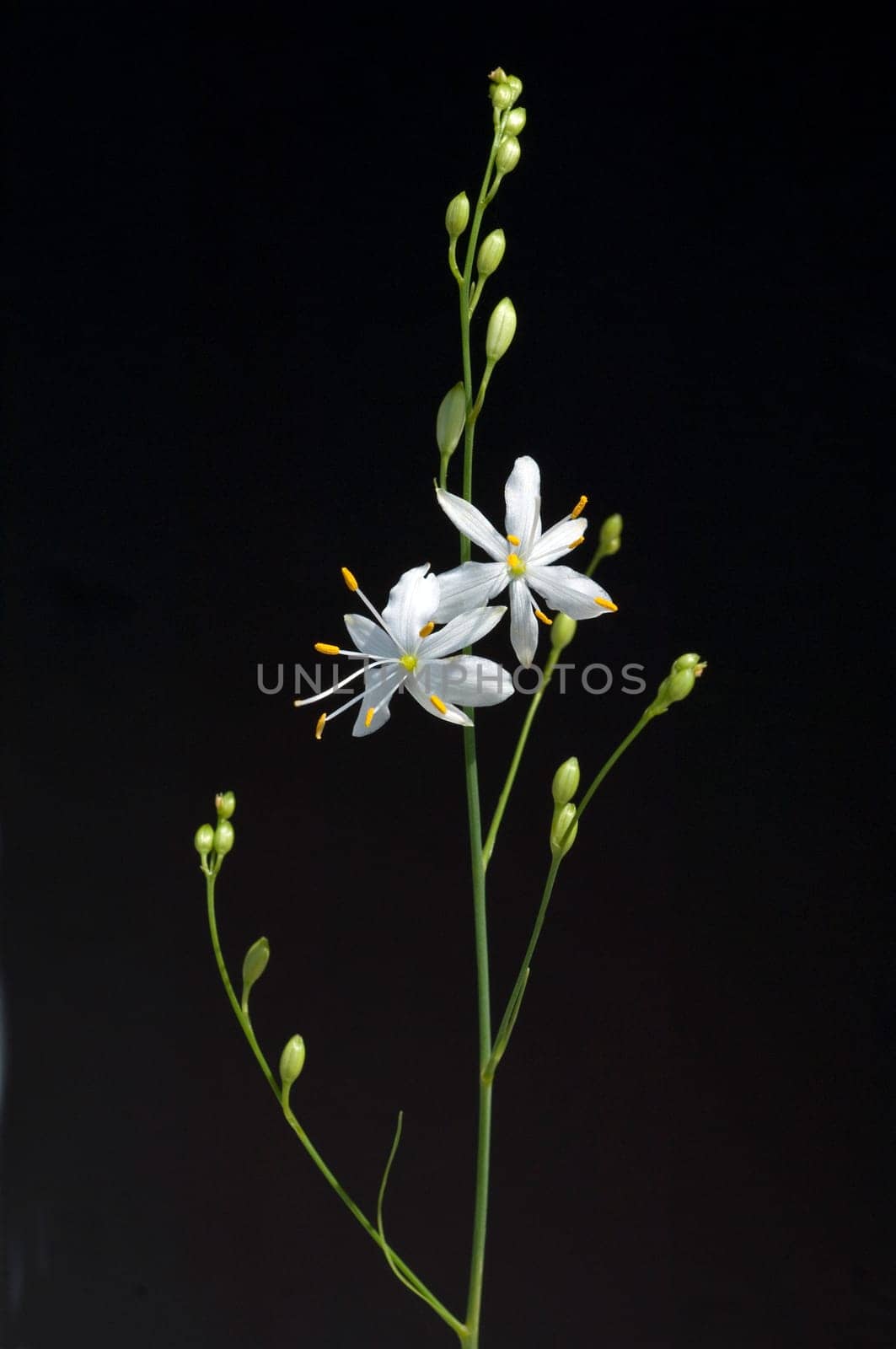 Astlose Graslilie, Anthericum liliago