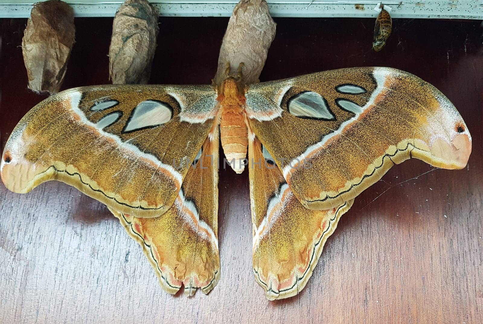 Atlasfalter, Atlasspinner, Attacus atlas