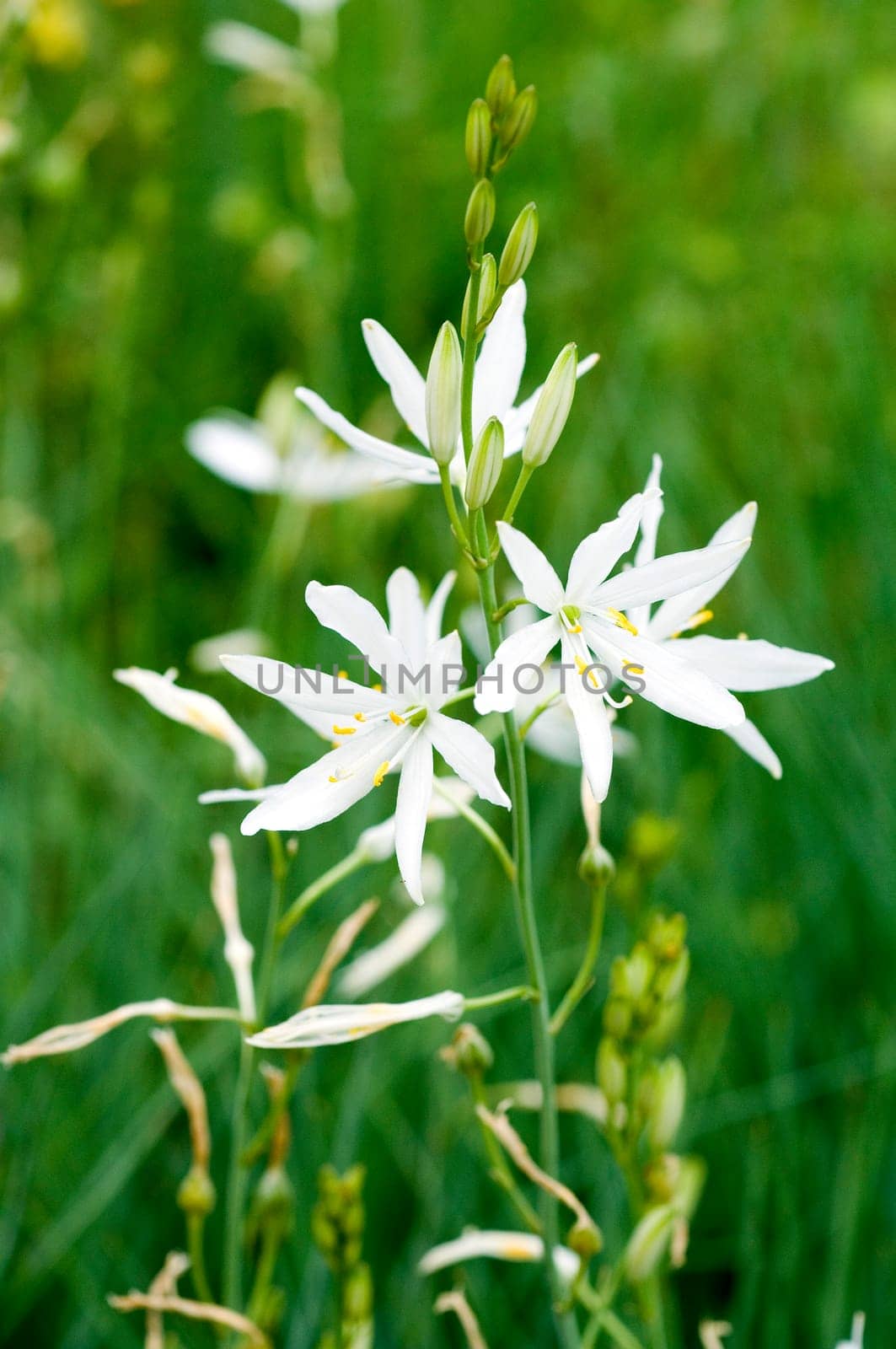Astlose Graslilie  Anthericum liliago