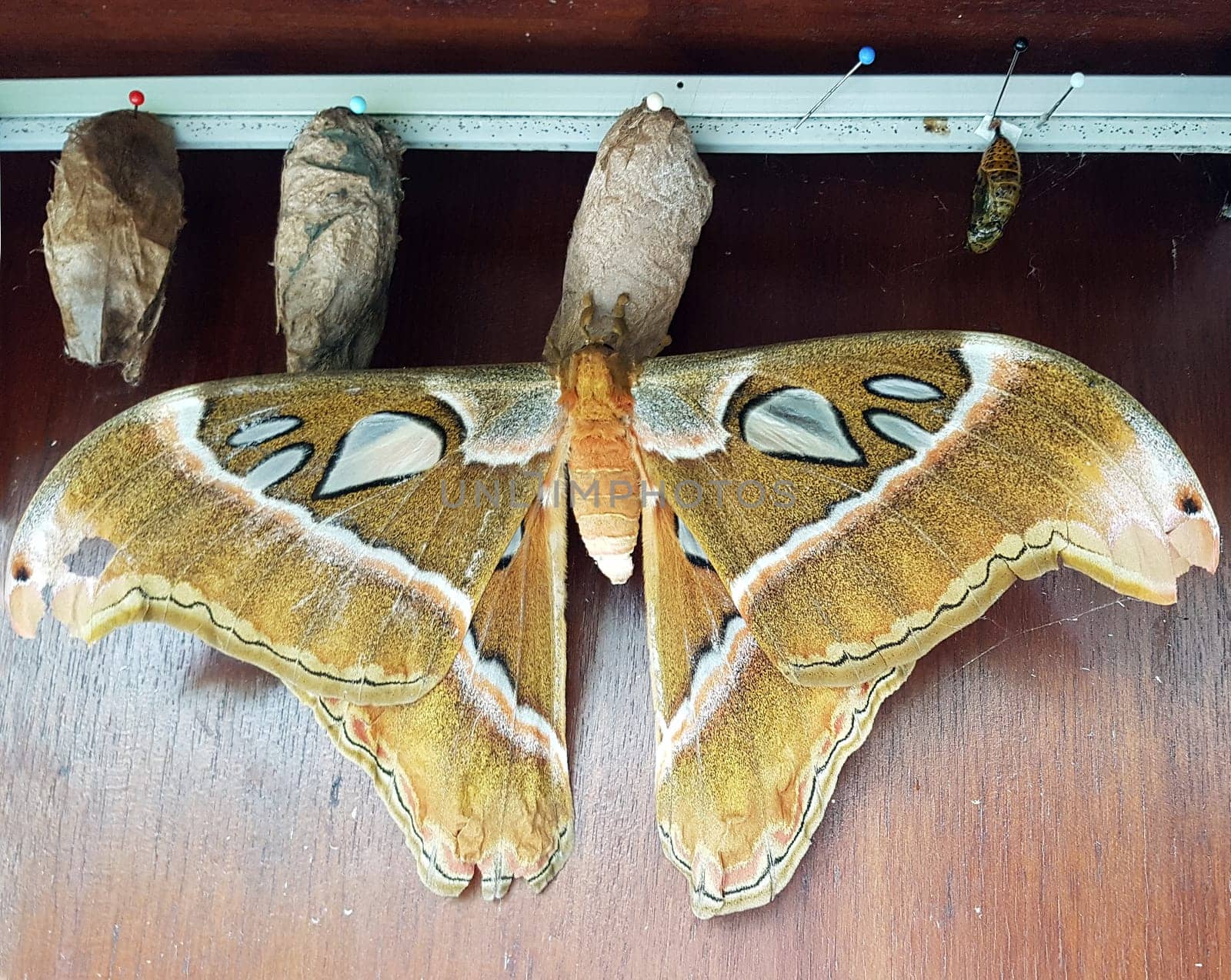 Atlasfalter, Atlasspinner, Attacus atlas