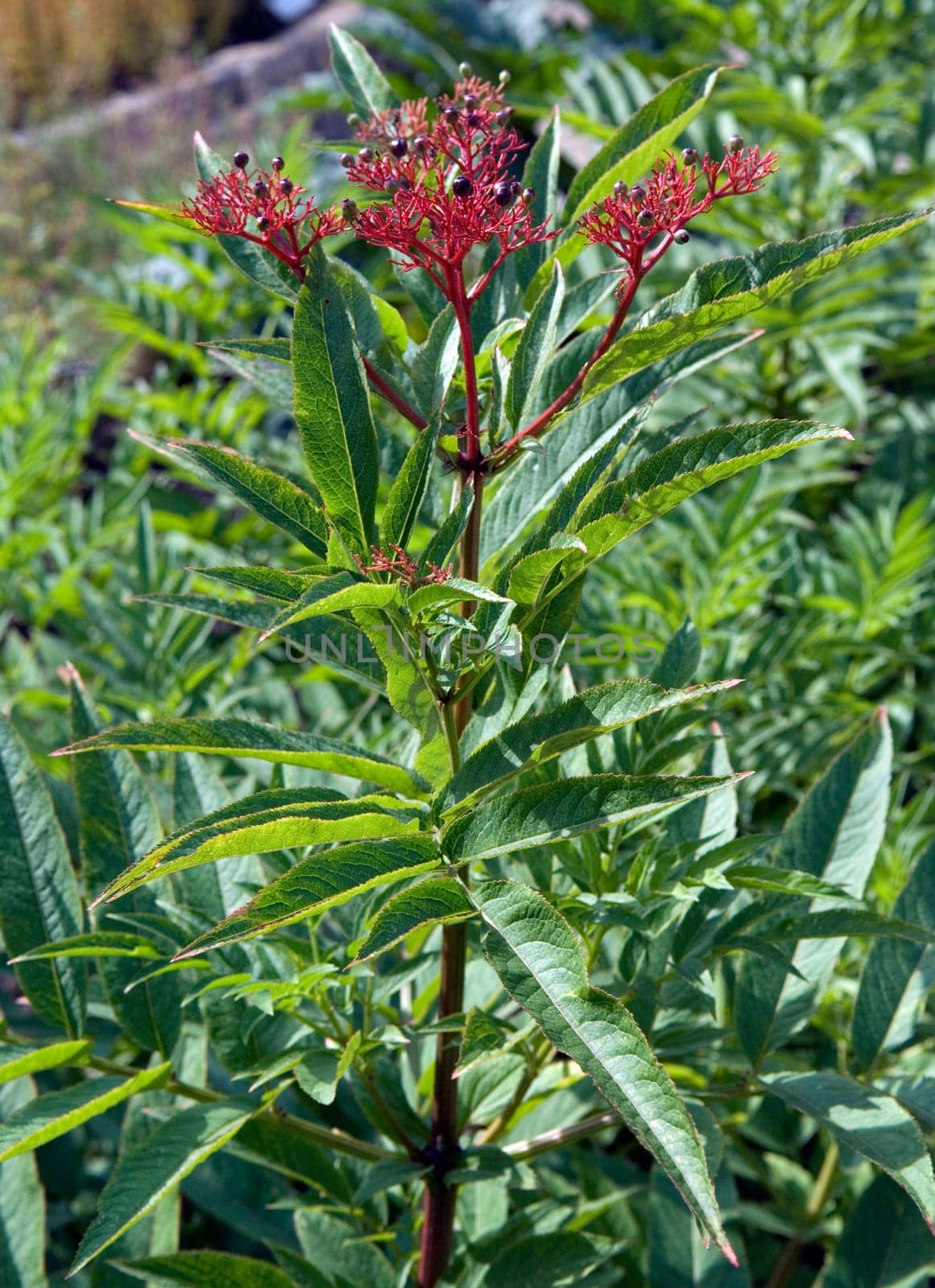 Zwergholunder  Sambucus ebulus