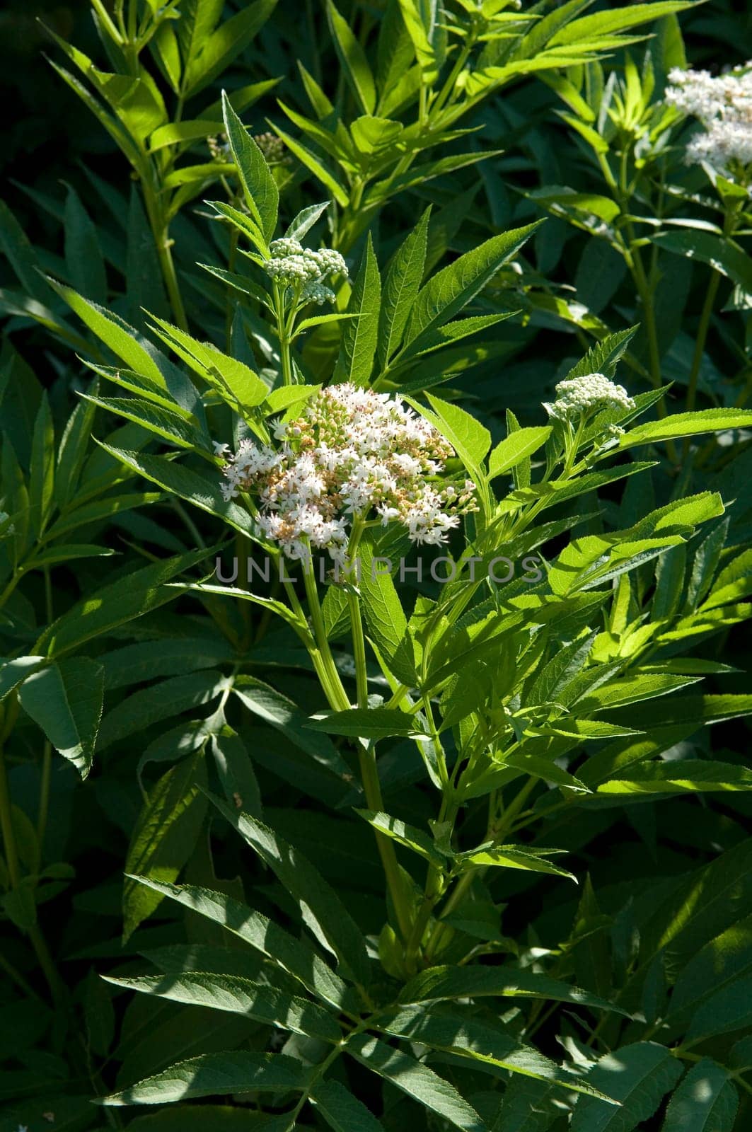 Zwergholunder  Sambucus ebulus