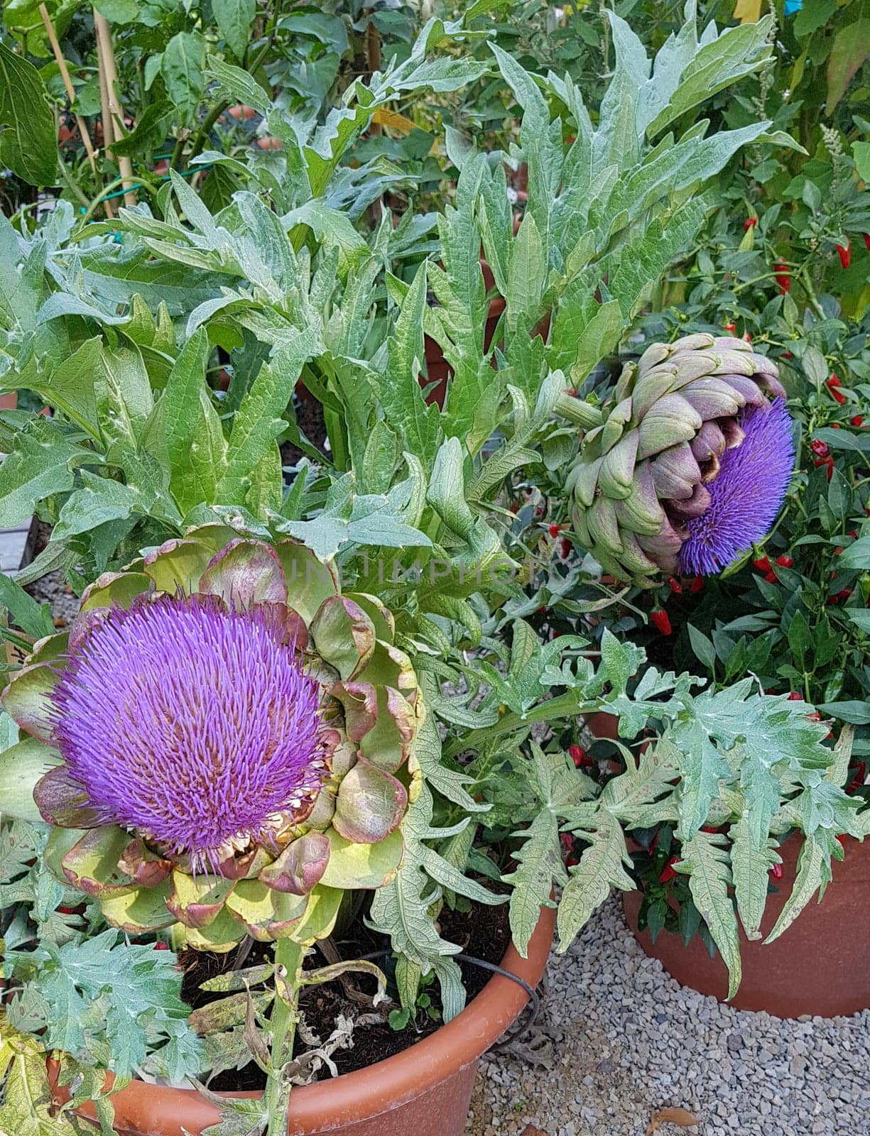 Artischocke, Cynara, scolymus, Gemuese, Heilpflanze