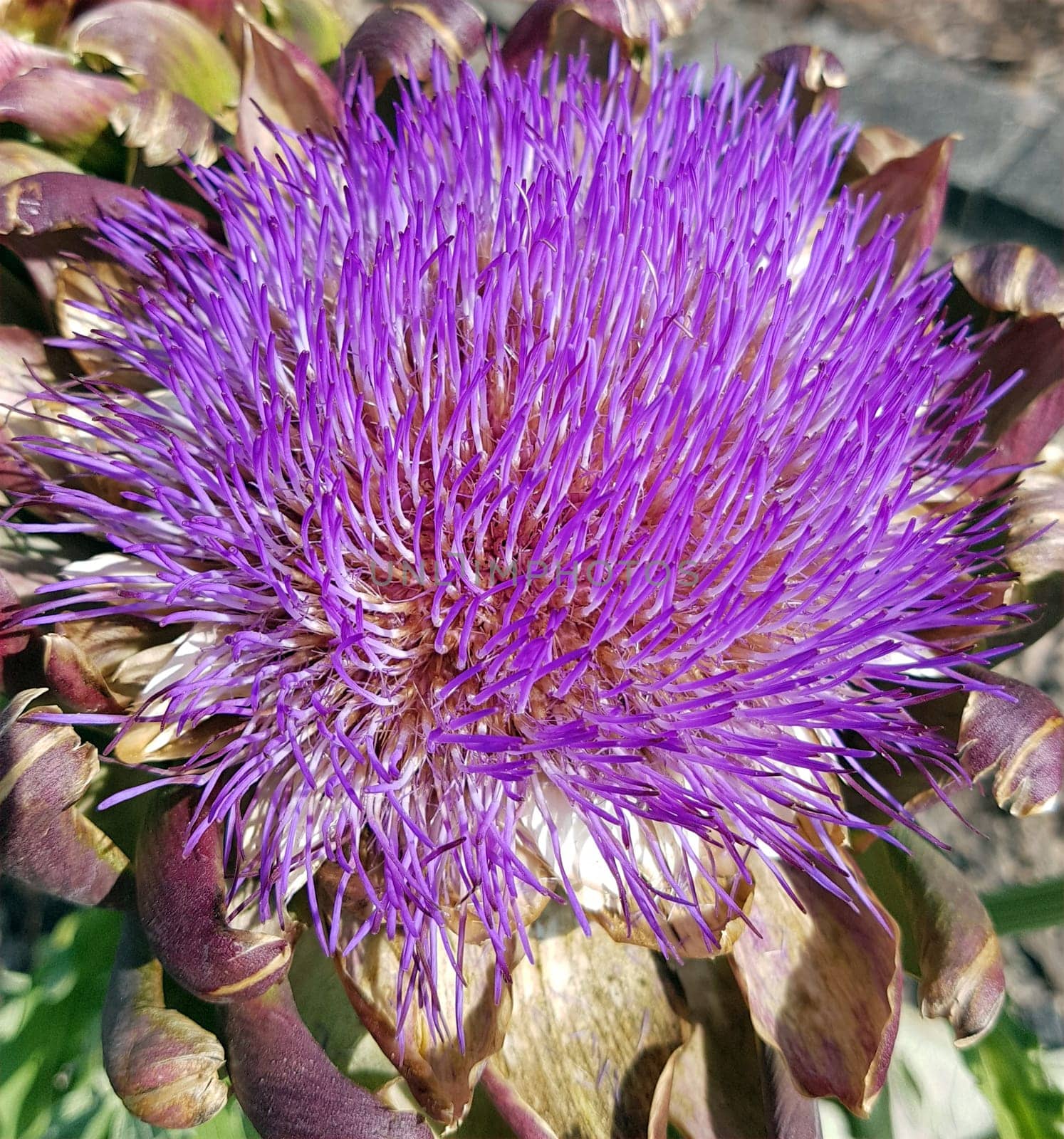Artischocke, Cynara, scolymus