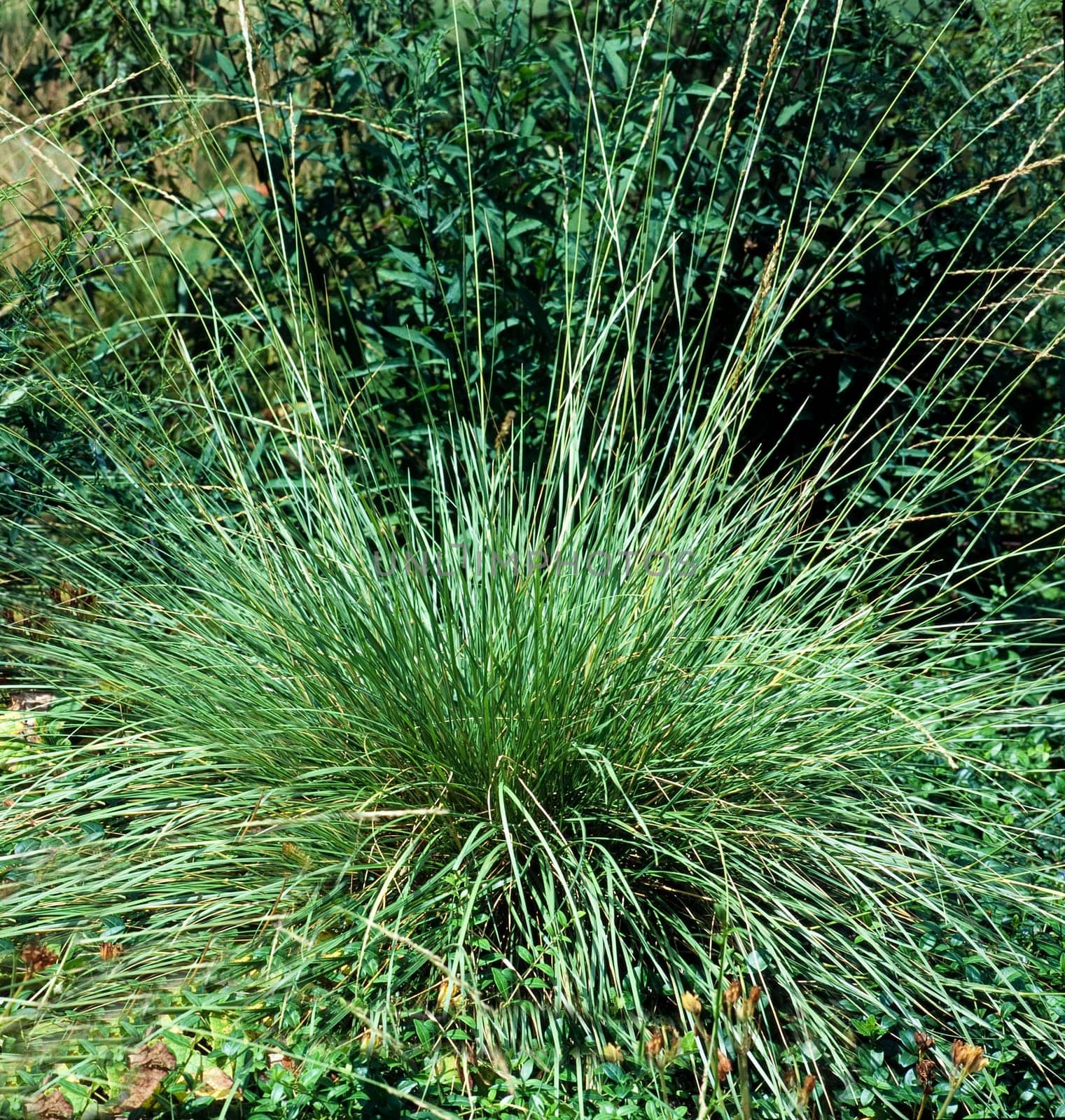 Atlas-Schwingel, festuca mairei