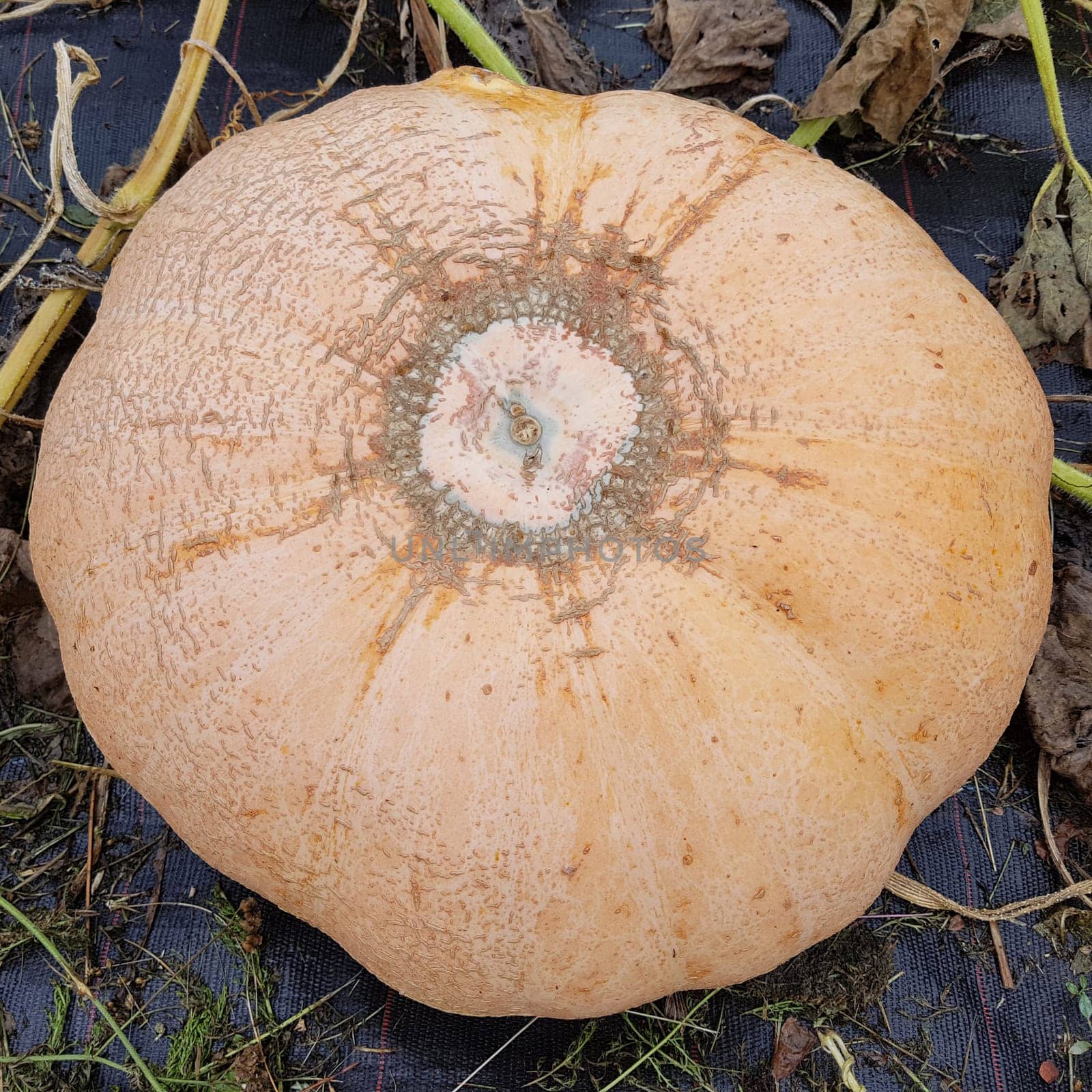 Atlantic giant, Kuerbis, Speisekuerbis  Cucurbita pepo