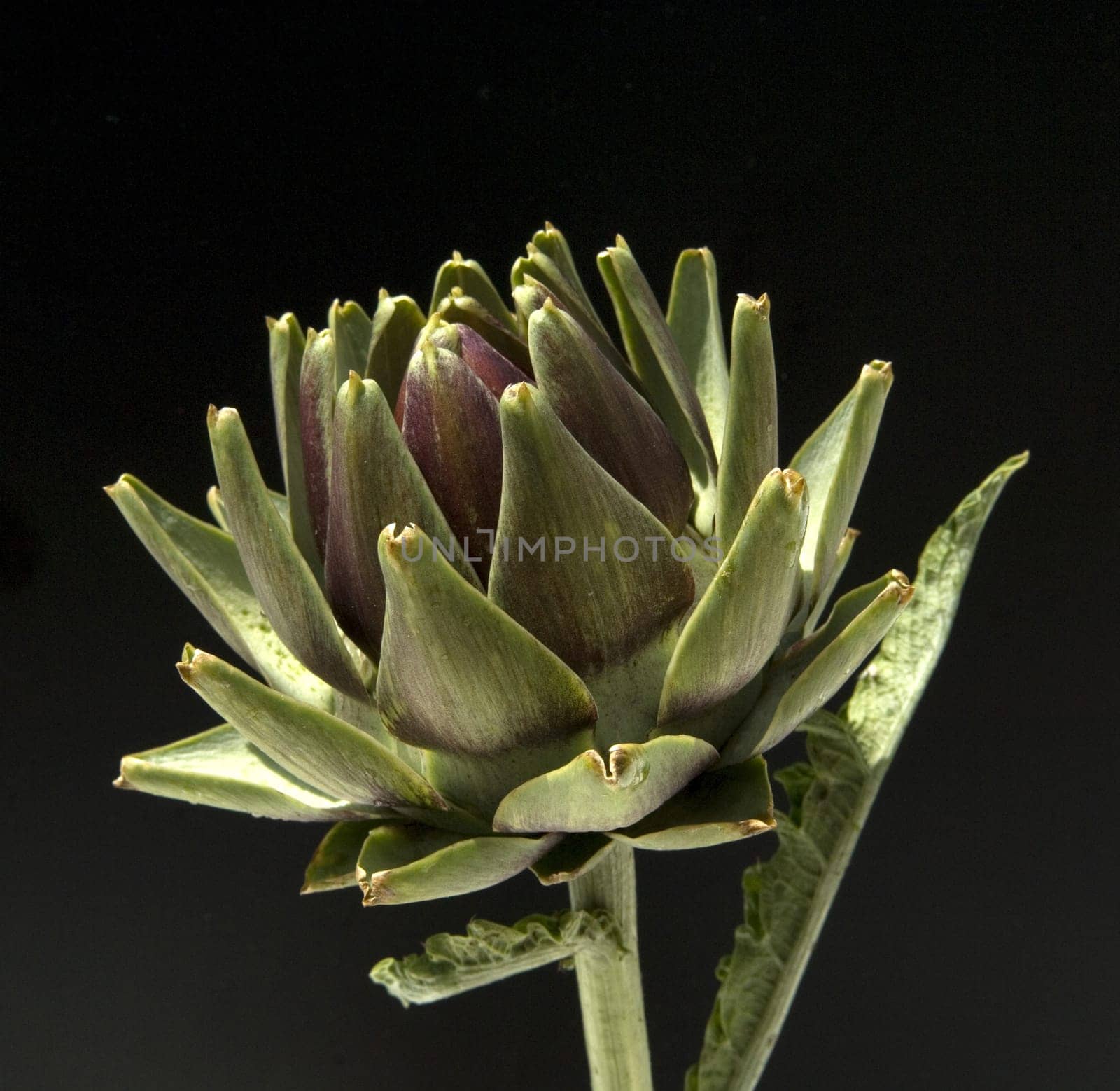 Artischocke, Cynara scolymus