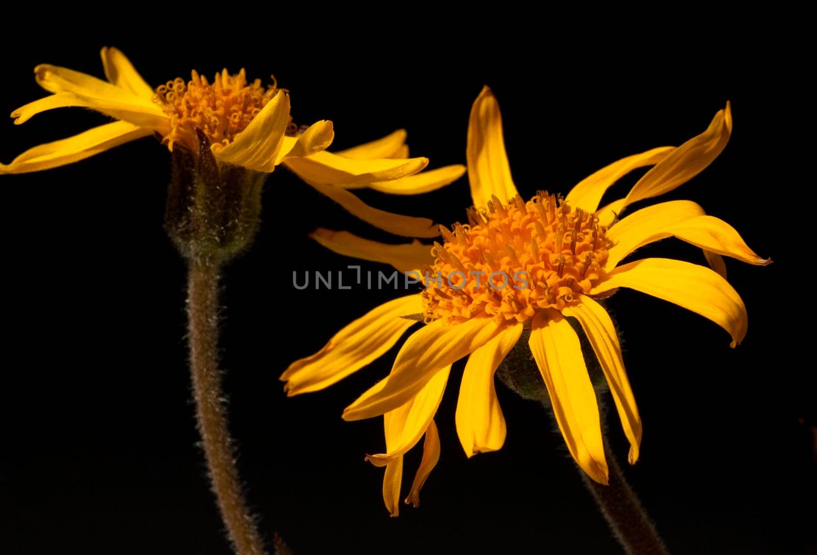 Arnika  Arnica montana  Gebirgspflanze