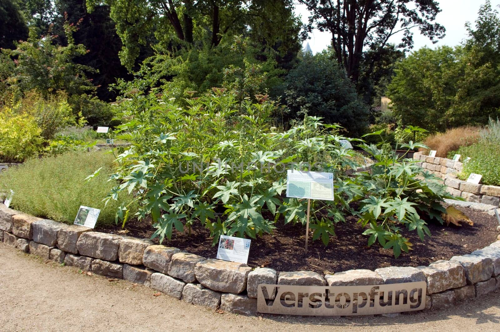 Senckenbergischer Arzneigarten  Botanischer Garten Frankfurt