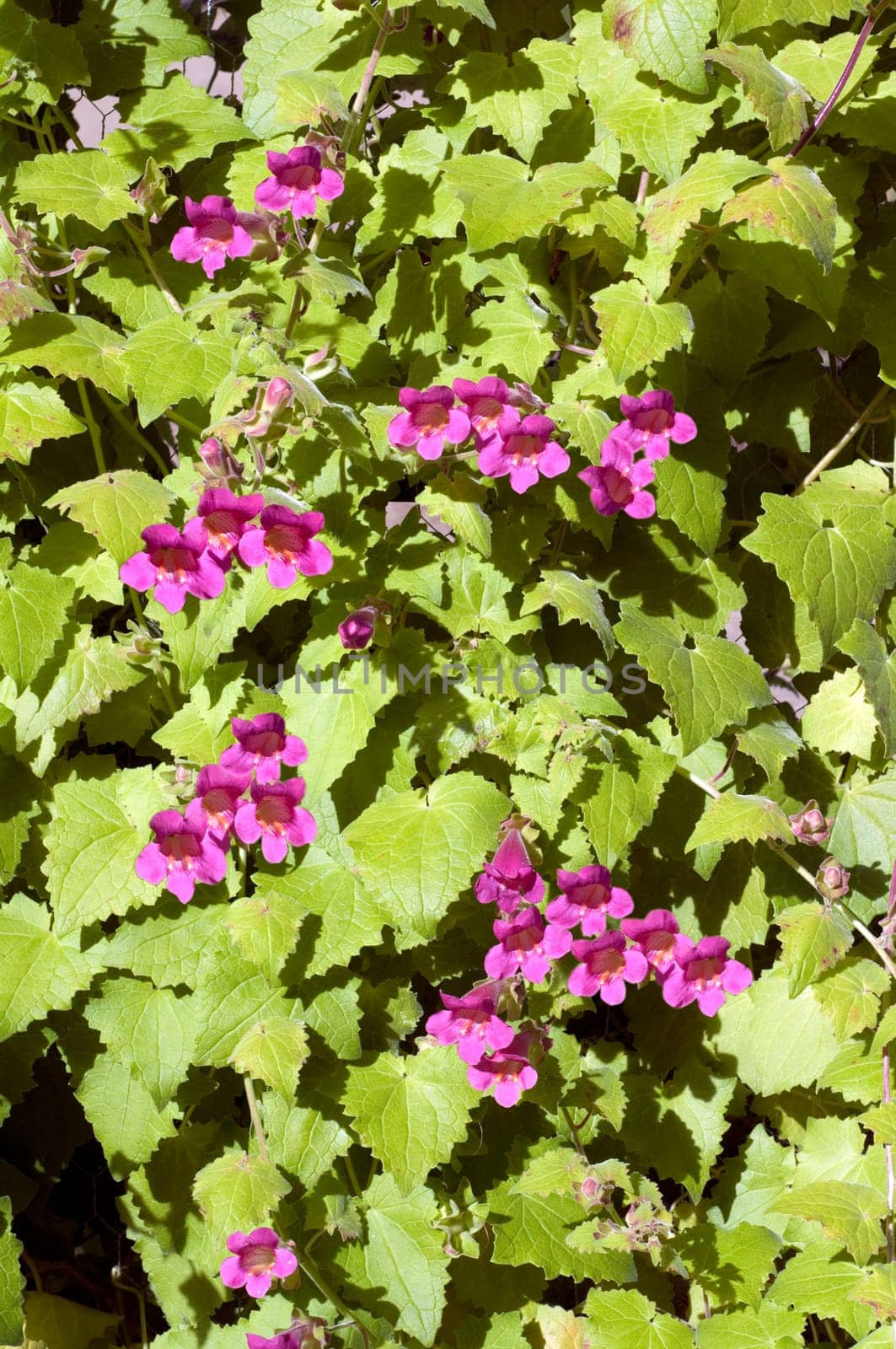 Gloxinienwinden, Asarina scandens