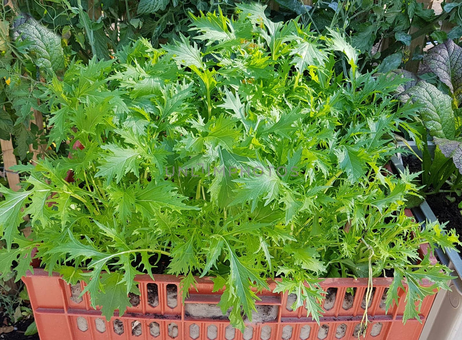Asia-Salat, Mizuna, Asia, Salat