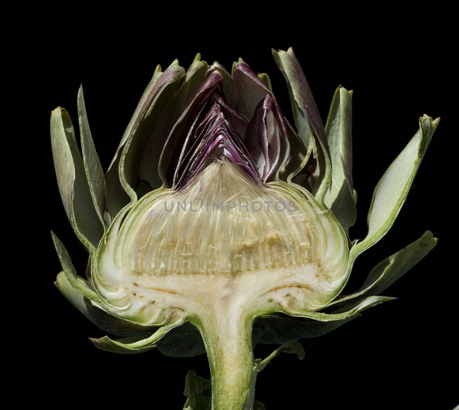 Artischocke, Cynara scolymus