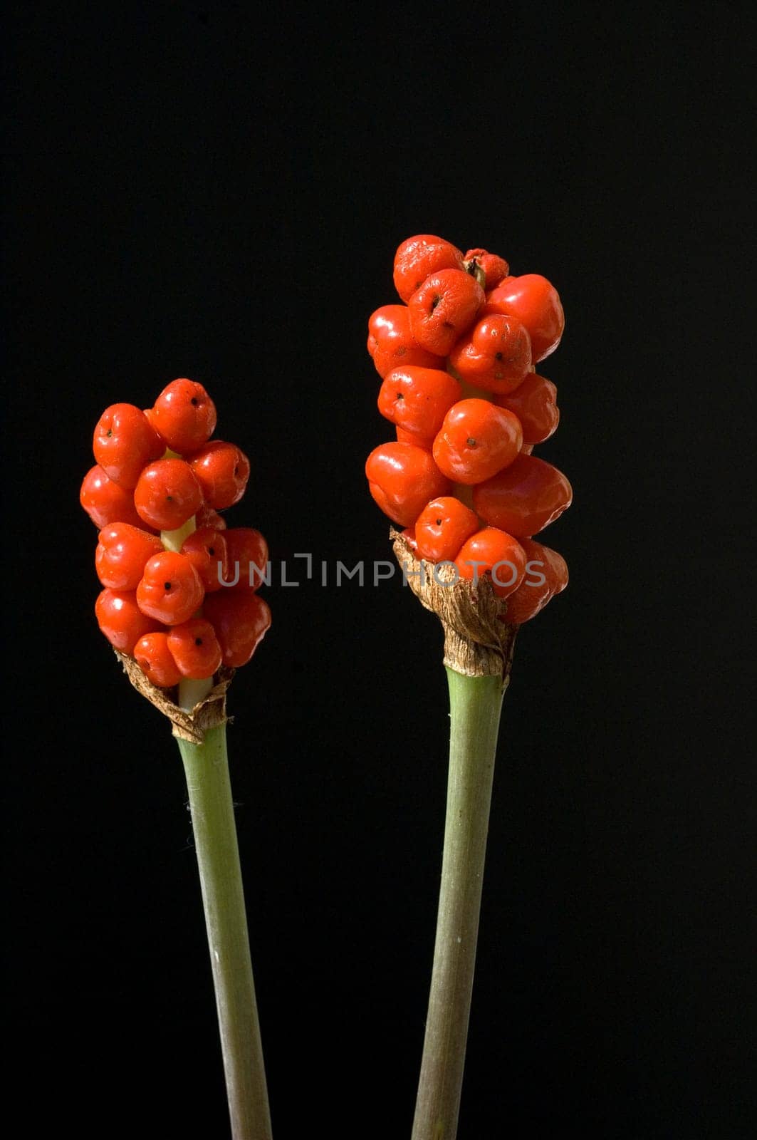 Aronstab, Fruchtstand, Fruchtstaende, Aurum Italicum, rote Beeren