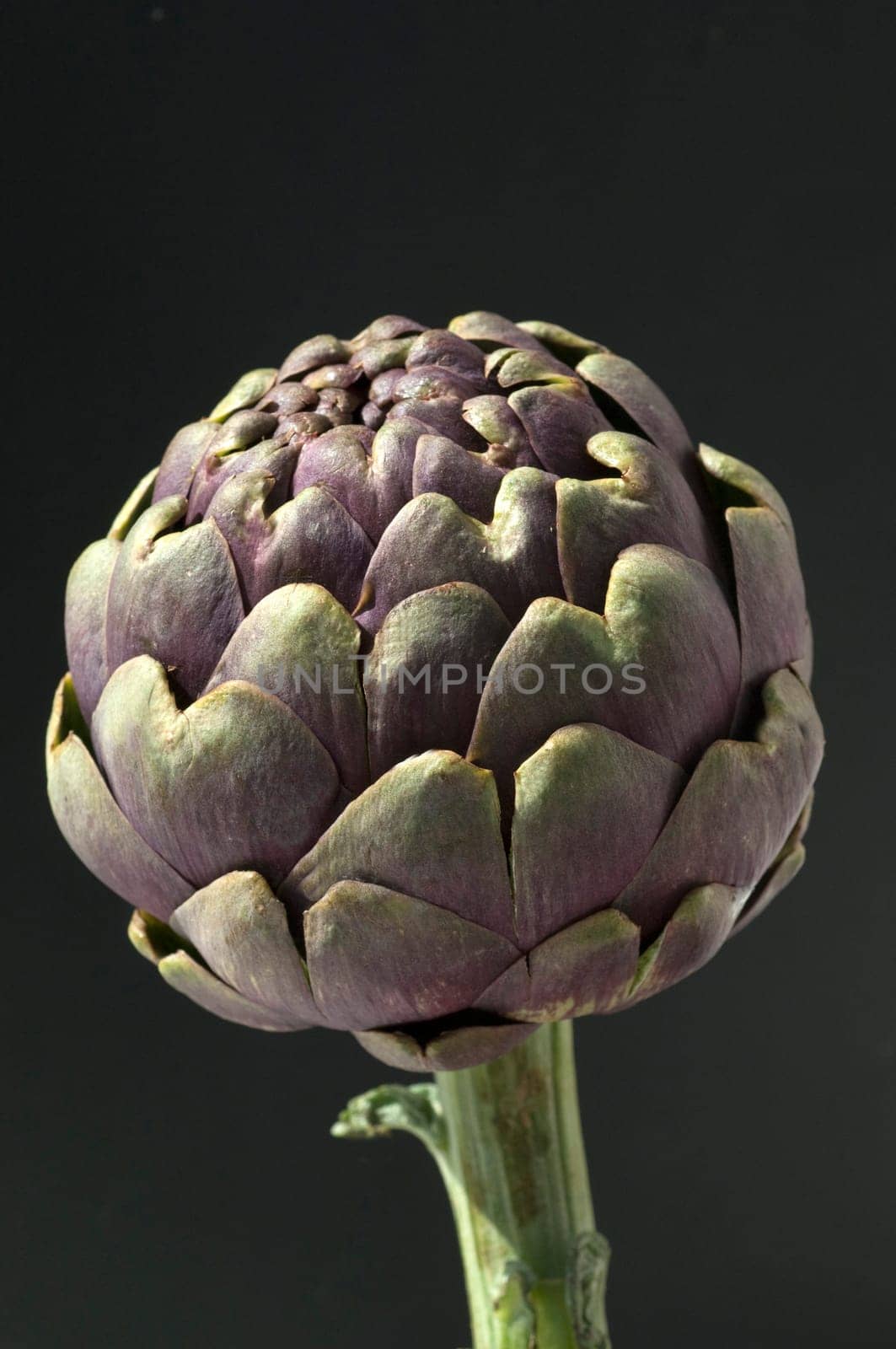 Artischocke  Cynara, scolymus