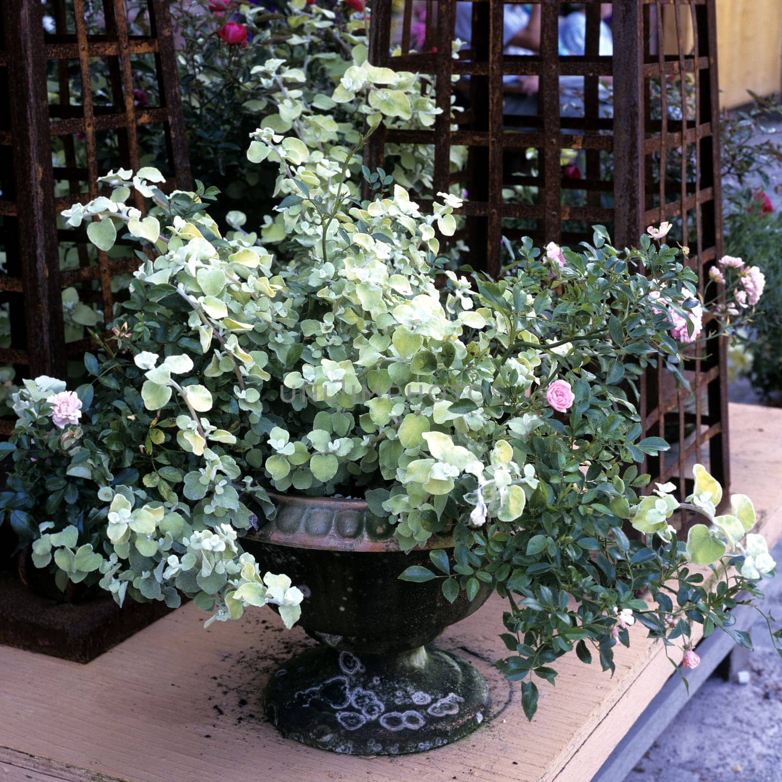 Aschenranke, Helichrysum petiolare