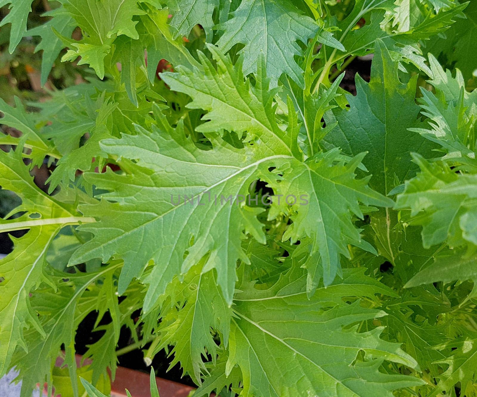 Asia-Salat, Mizuna, Asia, Salat