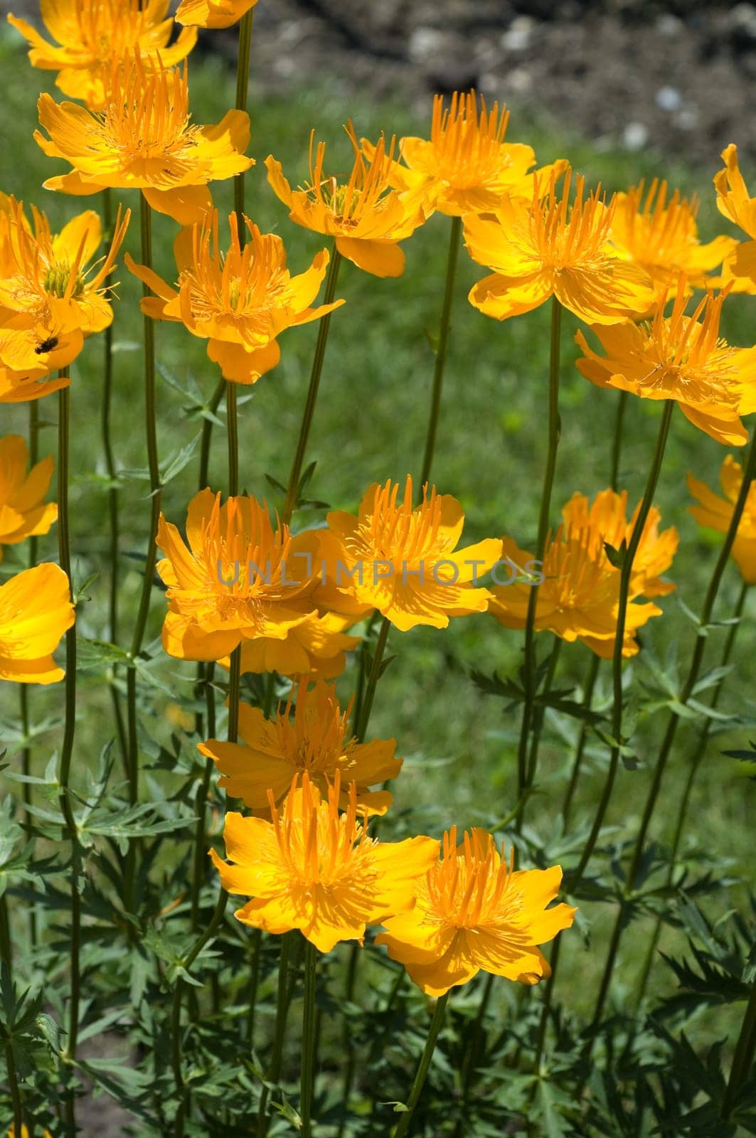 Asiatische Trollblume  Trollius asiaticus