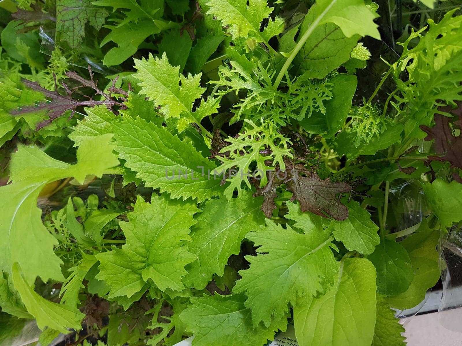 Asia-Salat  Asia  Salat
