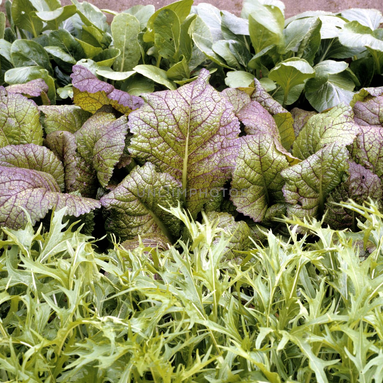 Asia-Salat  Green Boy  Red Giant  Mizuna Early
