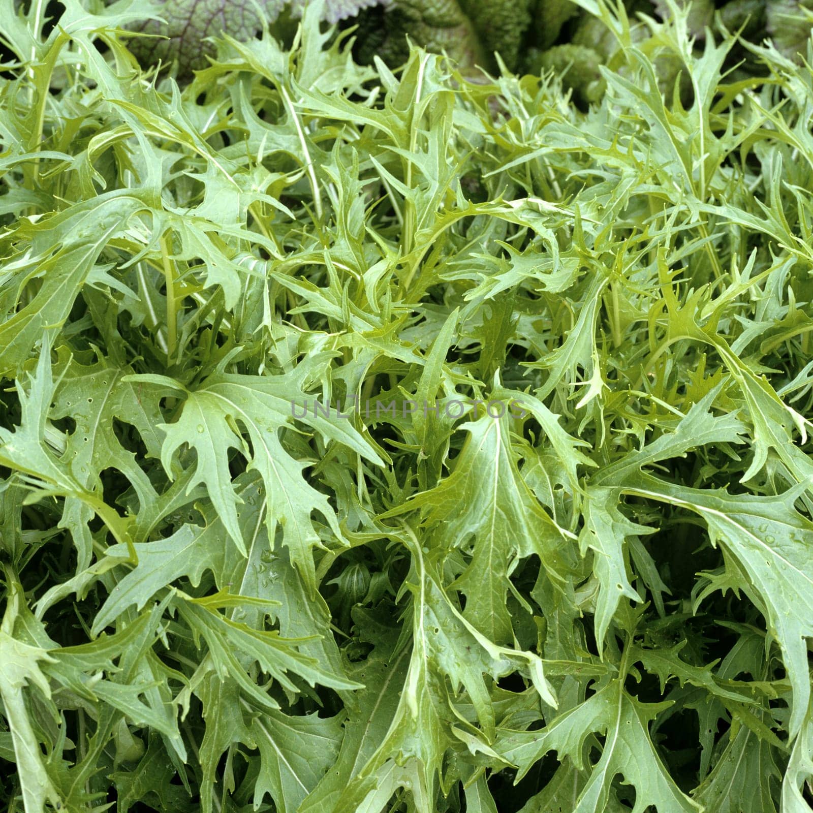 Asia-Salat  Green Boy