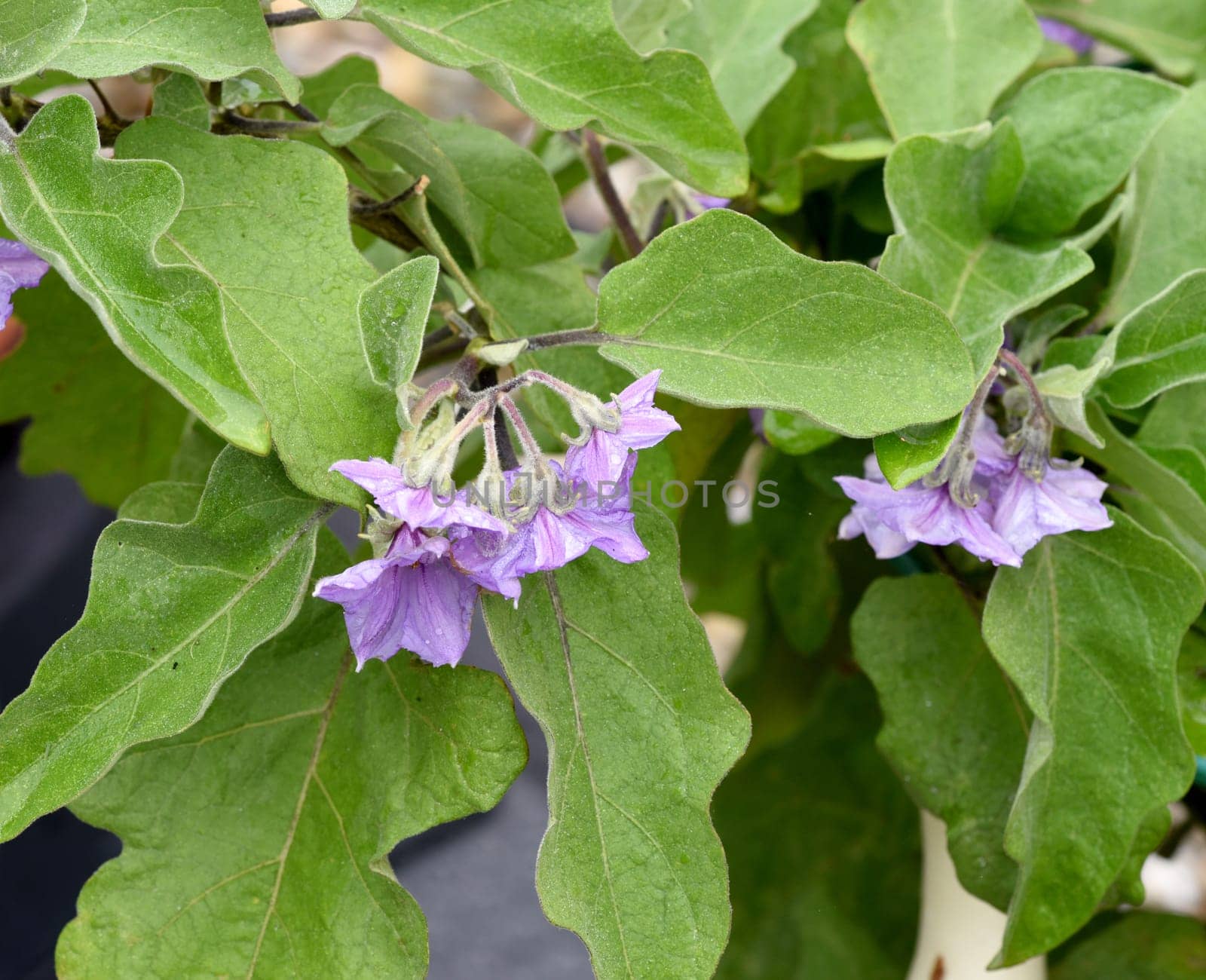 Aubergine, Solanum melongena, auch Eierfrucht genannt, ist eine Gemuese- und Heilpflanze. Eggplant, Solanum melongena, also called egg fruit, is a vegetable and medicinal plant.