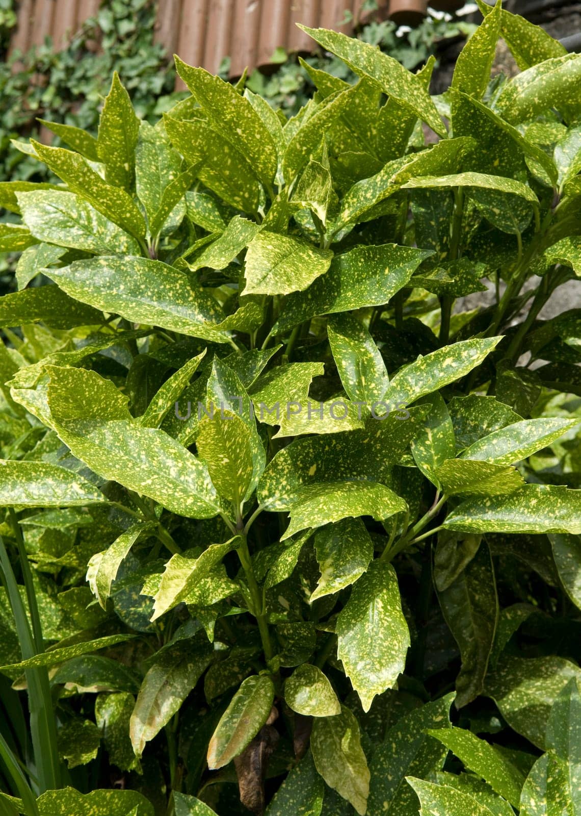 Aucuba japonica
