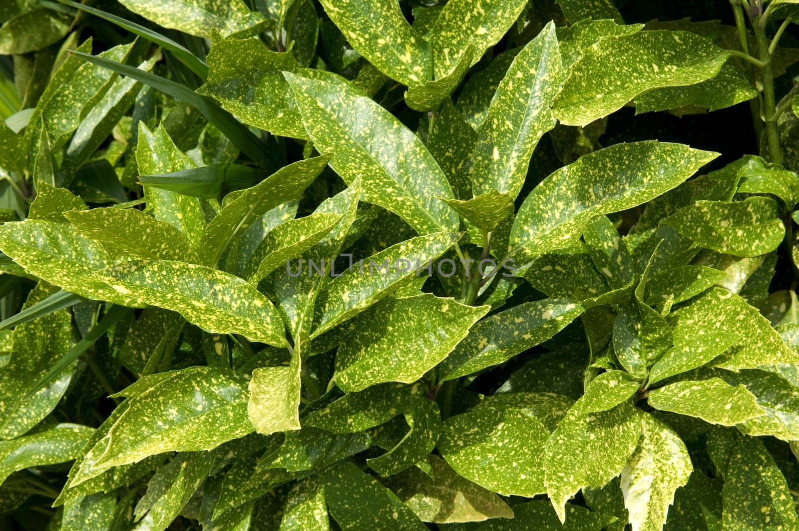 Aucuba japonica