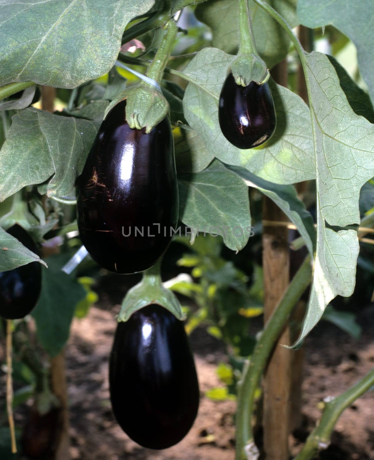 Aubergine  Auberginen  Solanum, melongena